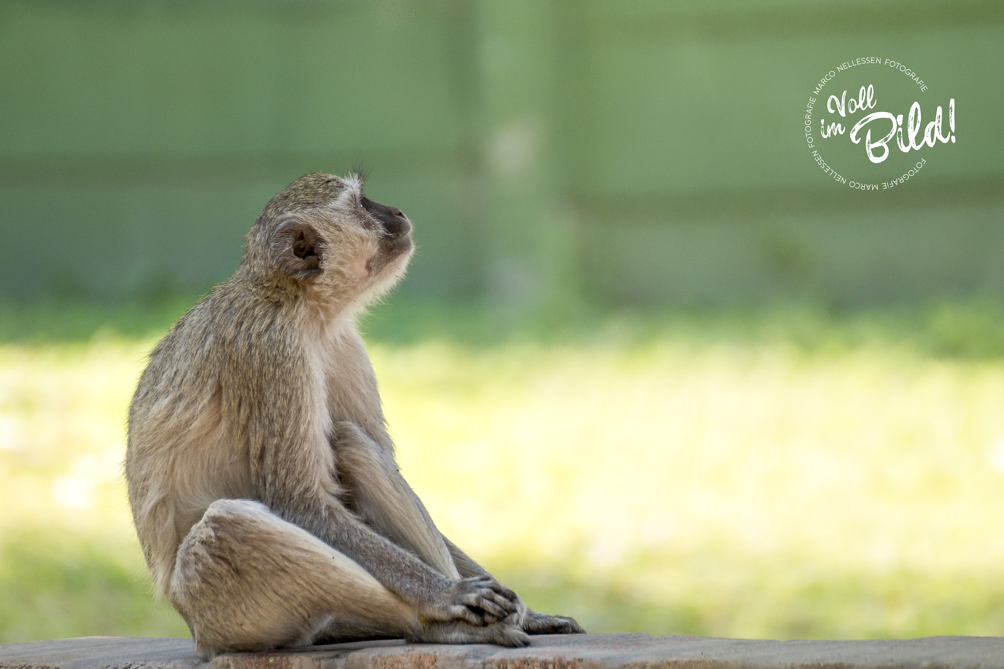 Tamron SP 70-300mm F4-5.6 Di USD sample photo. Ape sitting and thinking about life photography