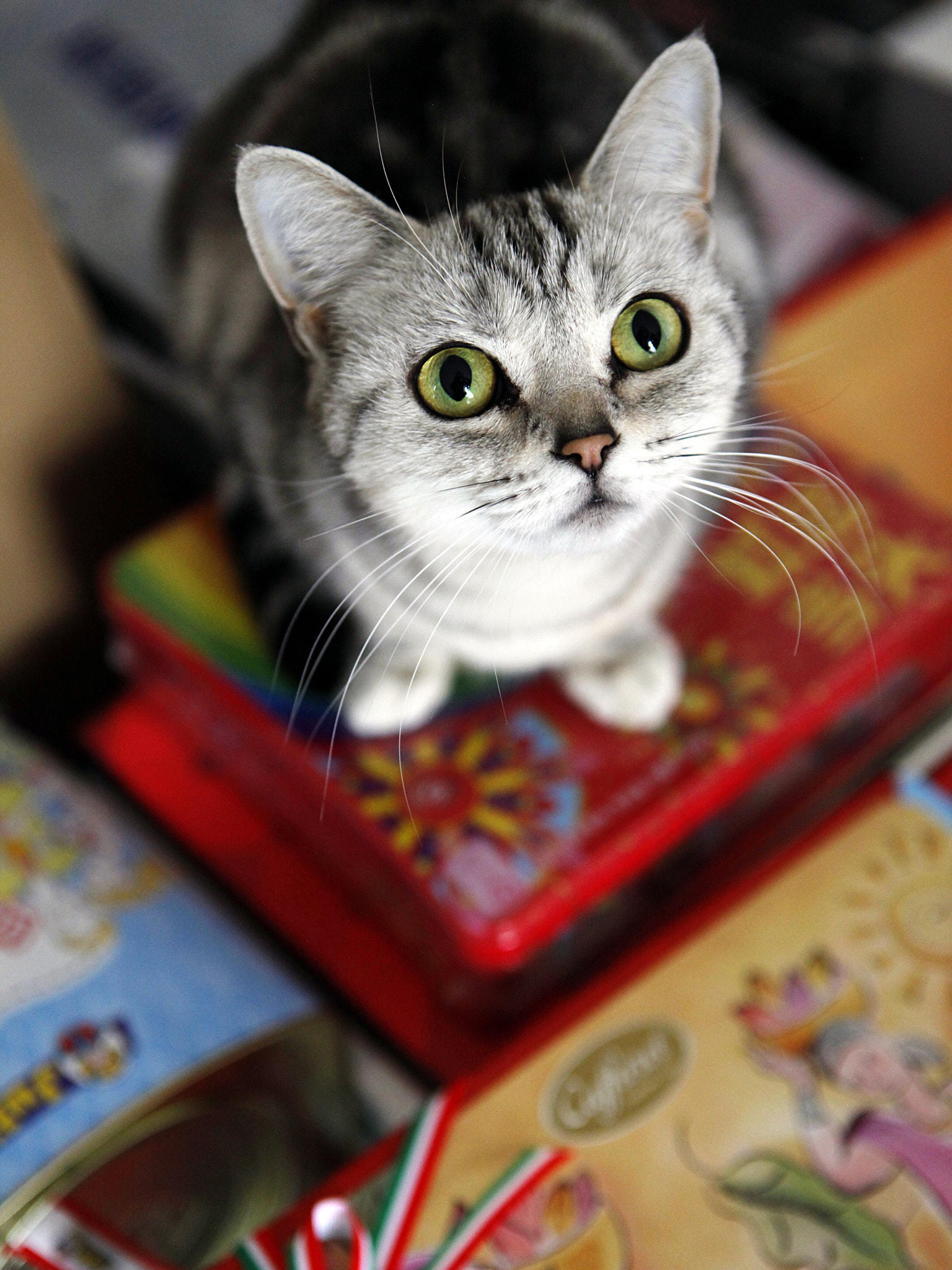 Canon EF 24-70mm F2.8L USM sample photo. My cat stands above on my gifts photography