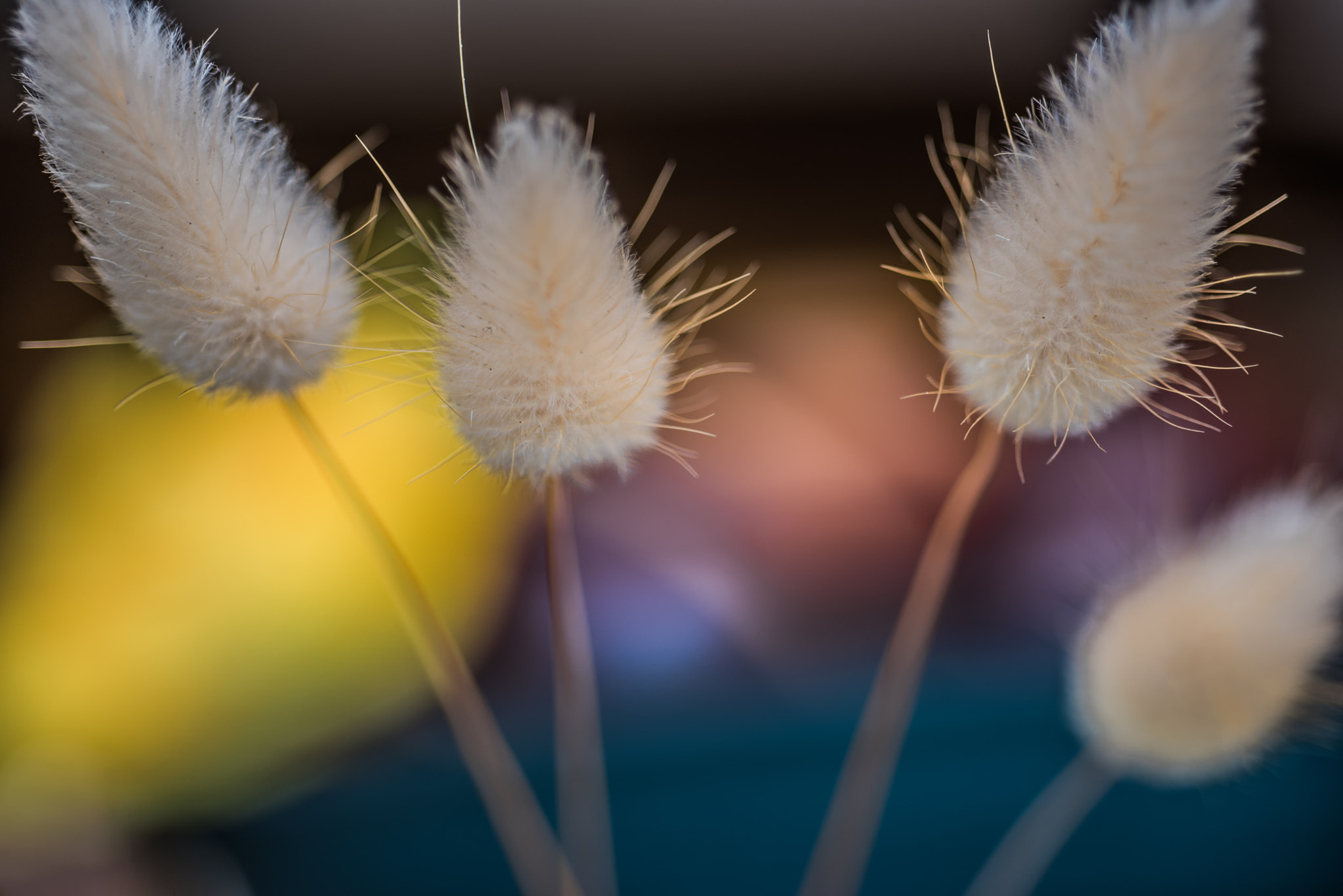 Nikon D750 + AF Micro-Nikkor 60mm f/2.8 sample photo. Playing with dof / light photography