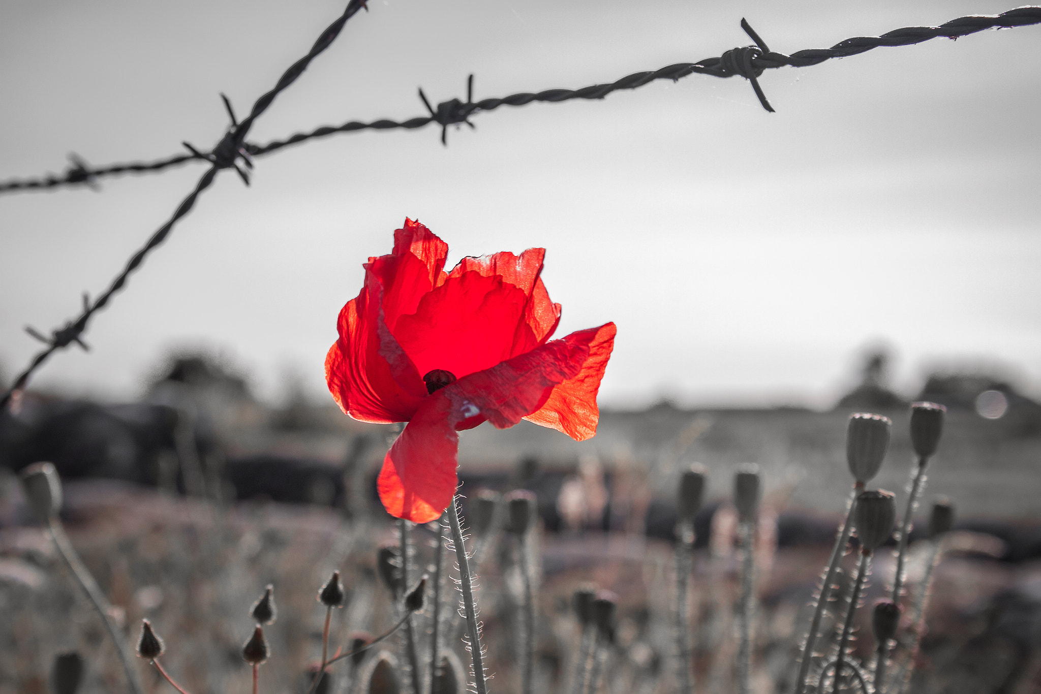 Canon EF-S 18-55mm F3.5-5.6 II sample photo. Of roses and war photography