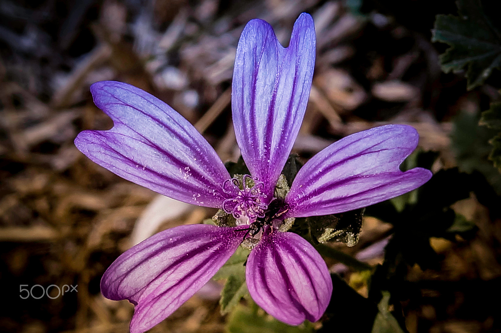 Sony SLT-A57 sample photo. Flower ! photography