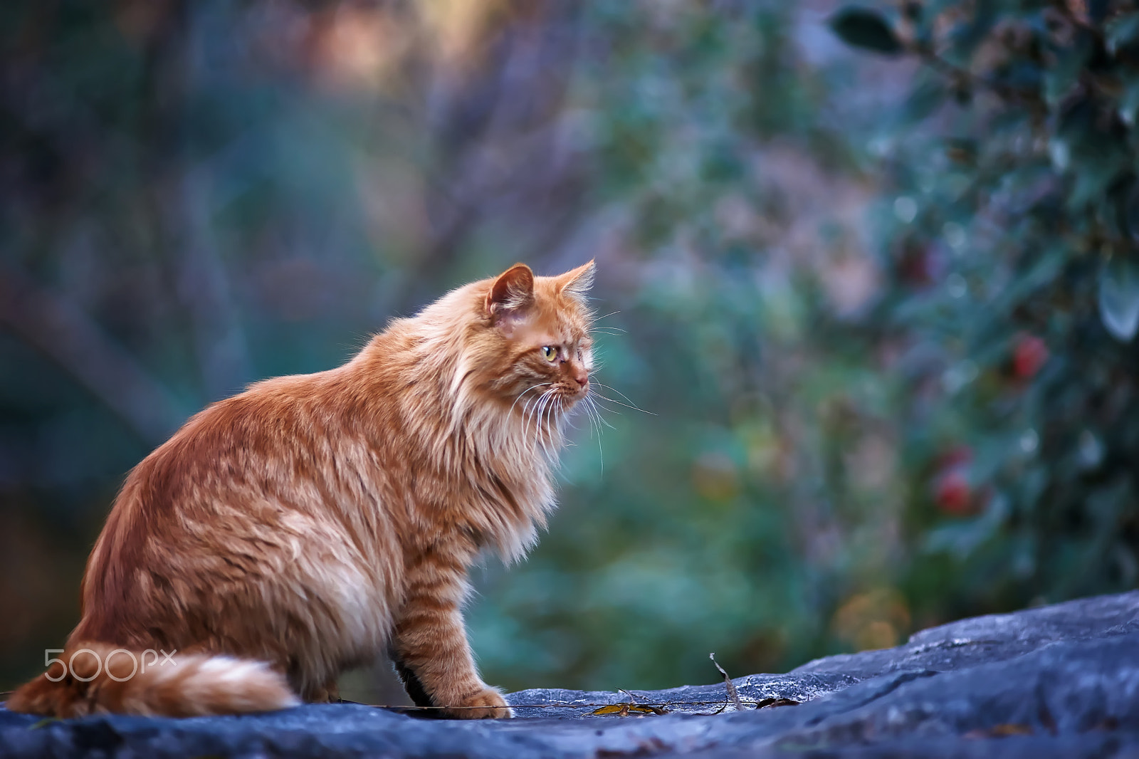 Sony Alpha a99 + Minolta AF 200mm F2.8 HS-APO G sample photo. 等待 photography