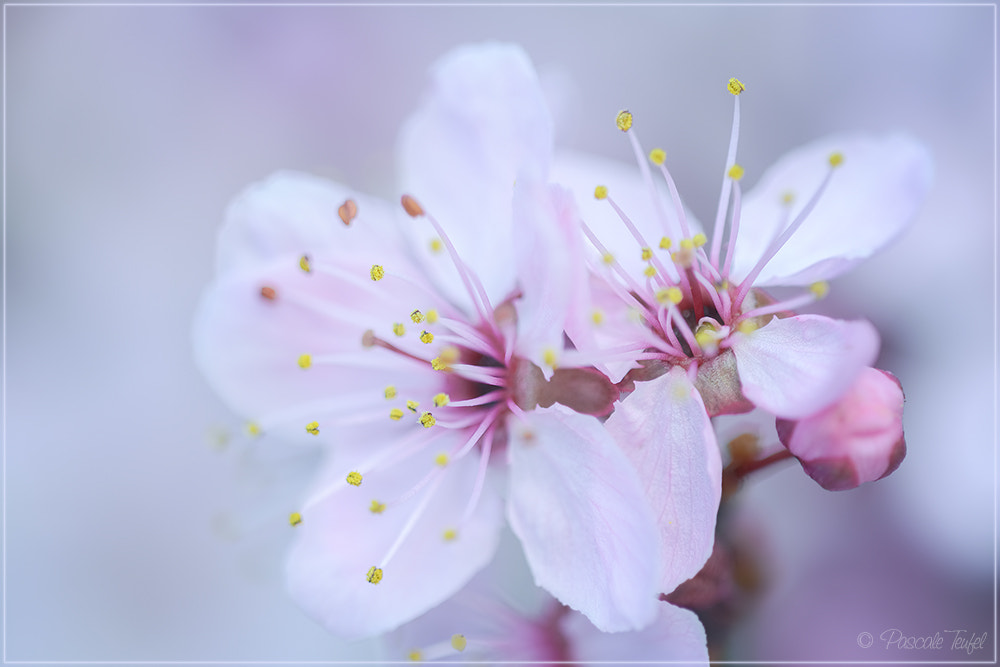 Nikon D5200 + Sigma 150mm F2.8 EX DG Macro HSM sample photo. Foretaste of spring photography