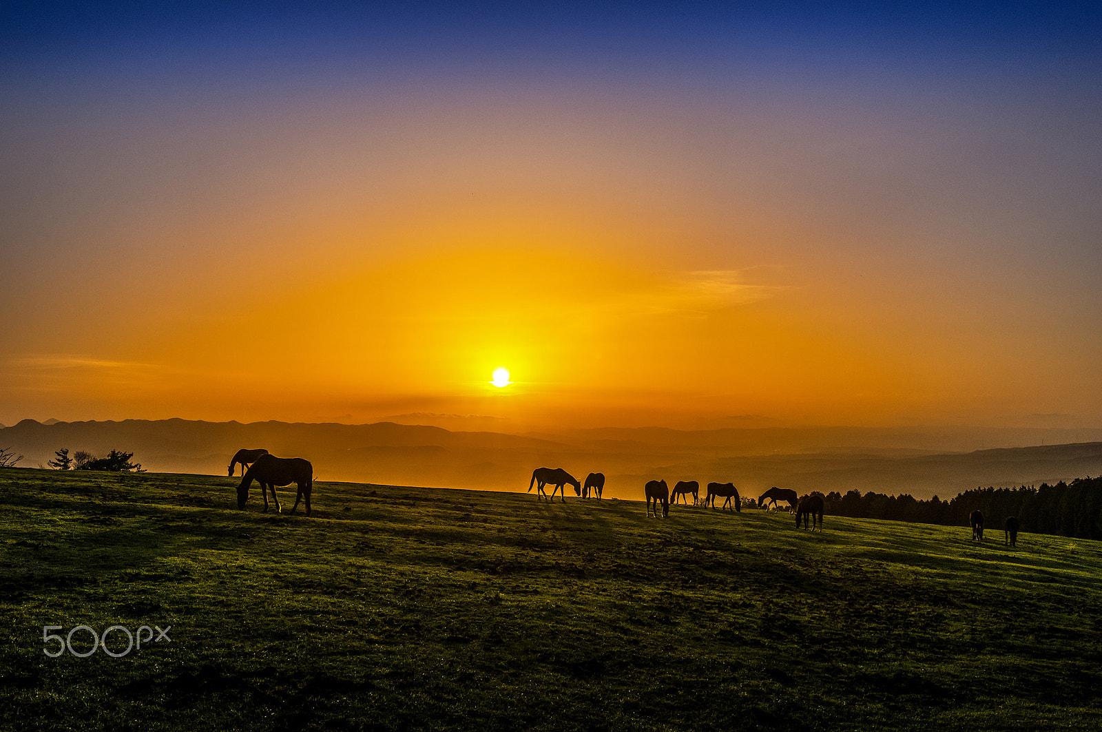 Pentax smc DA 17-70mm F4.0 AL (IF) SDM sample photo. Dusk of the horse photography