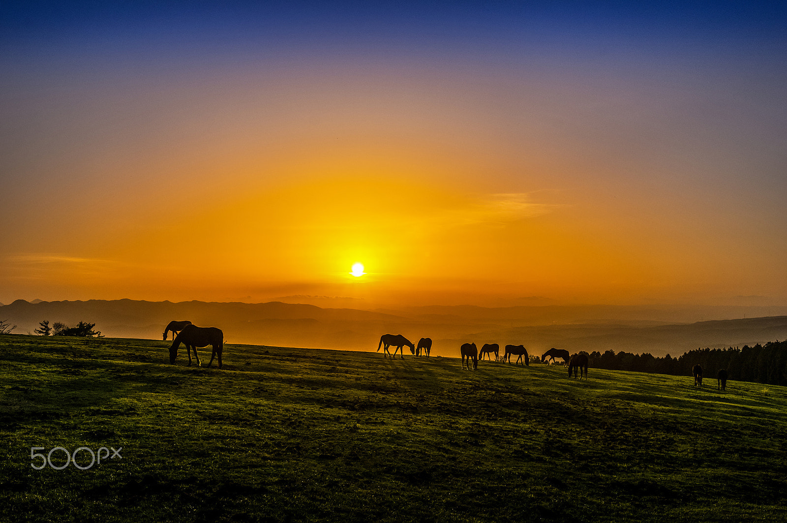 Pentax K-3 sample photo. Dusk of the horse photography