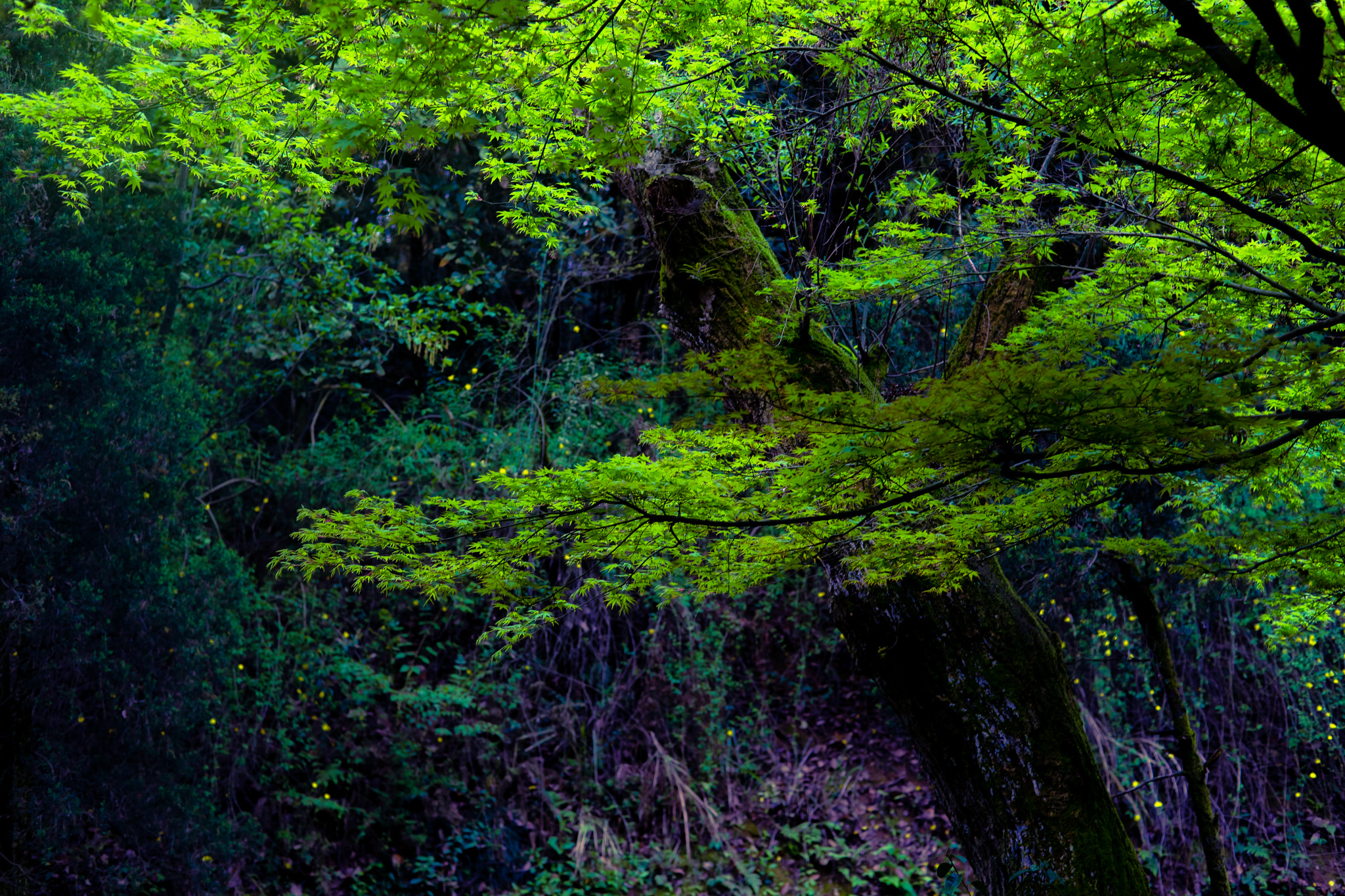 Sony a7 + Sony 50mm F1.4 sample photo