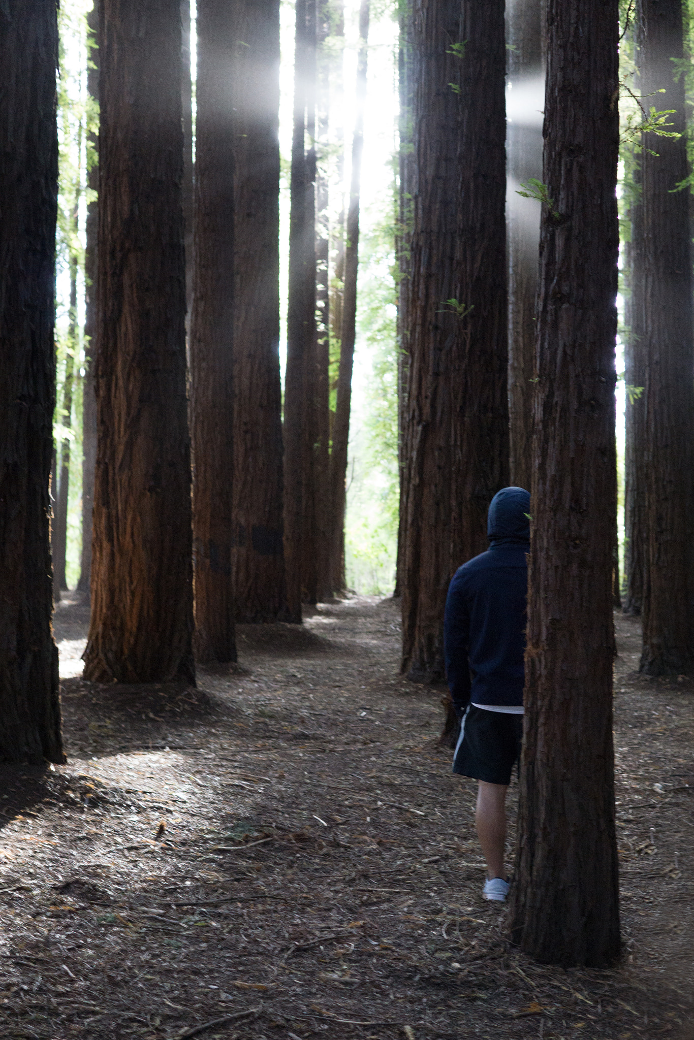 Sony a6000 + Sigma 30mm F2.8 EX DN sample photo. Redwood forest photography