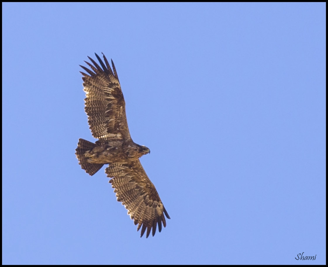 Nikon AF-S Nikkor 300mm F2.8G ED VR II sample photo. Steppe eagle photography