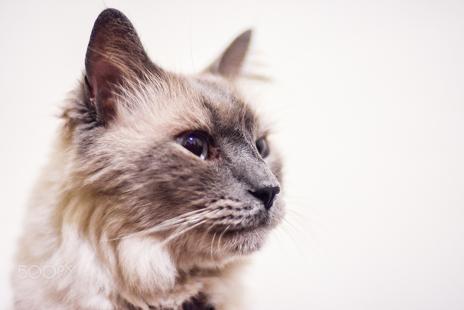 Nikon D7200 + Nikon AF Nikkor 50mm F1.4D sample photo. Birman cat 1 photography