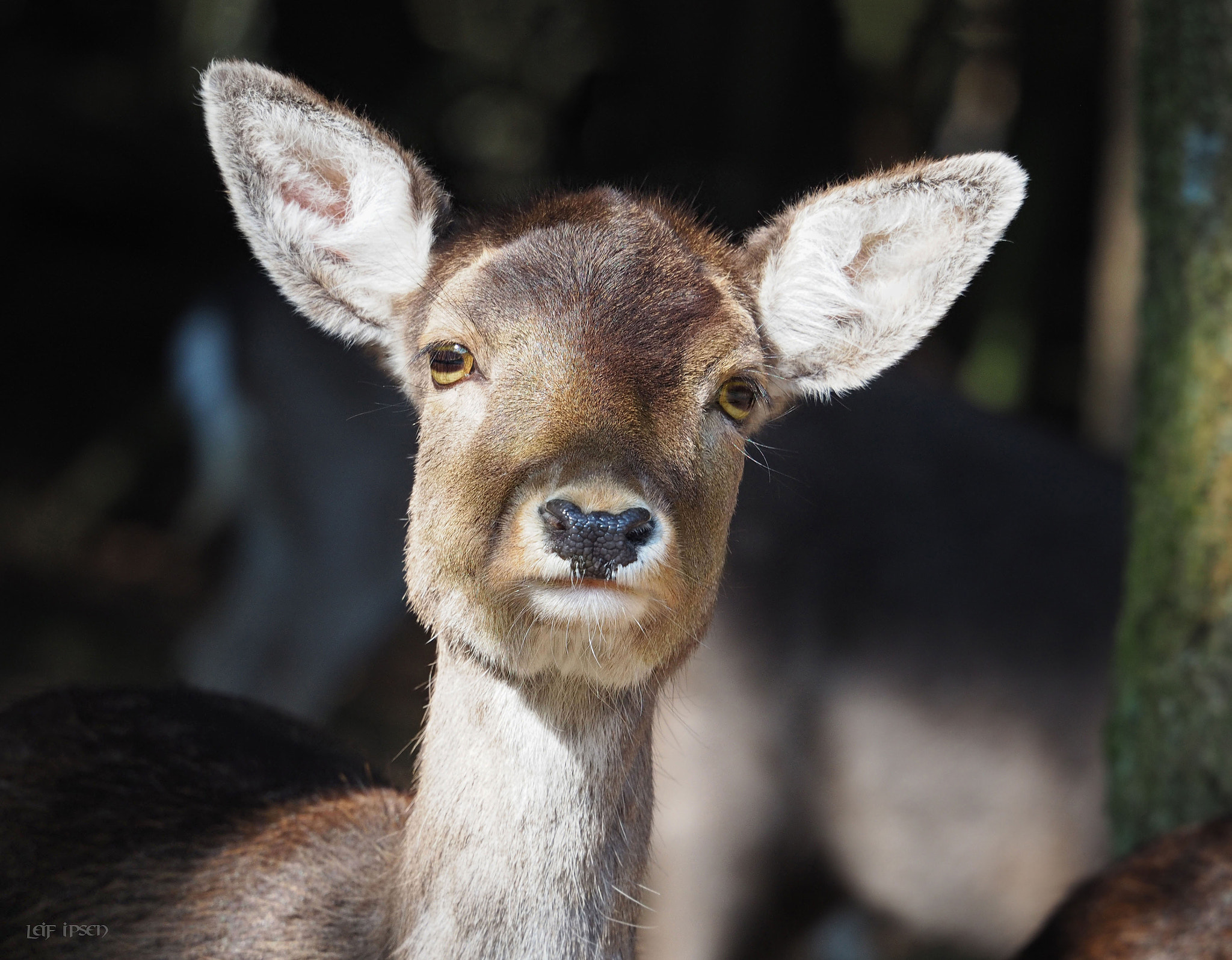 Olympus OM-D E-M10 sample photo. Hello, my deer photography