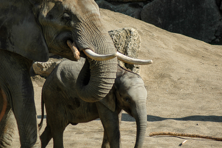 Nikon D70 sample photo. Elephants photography