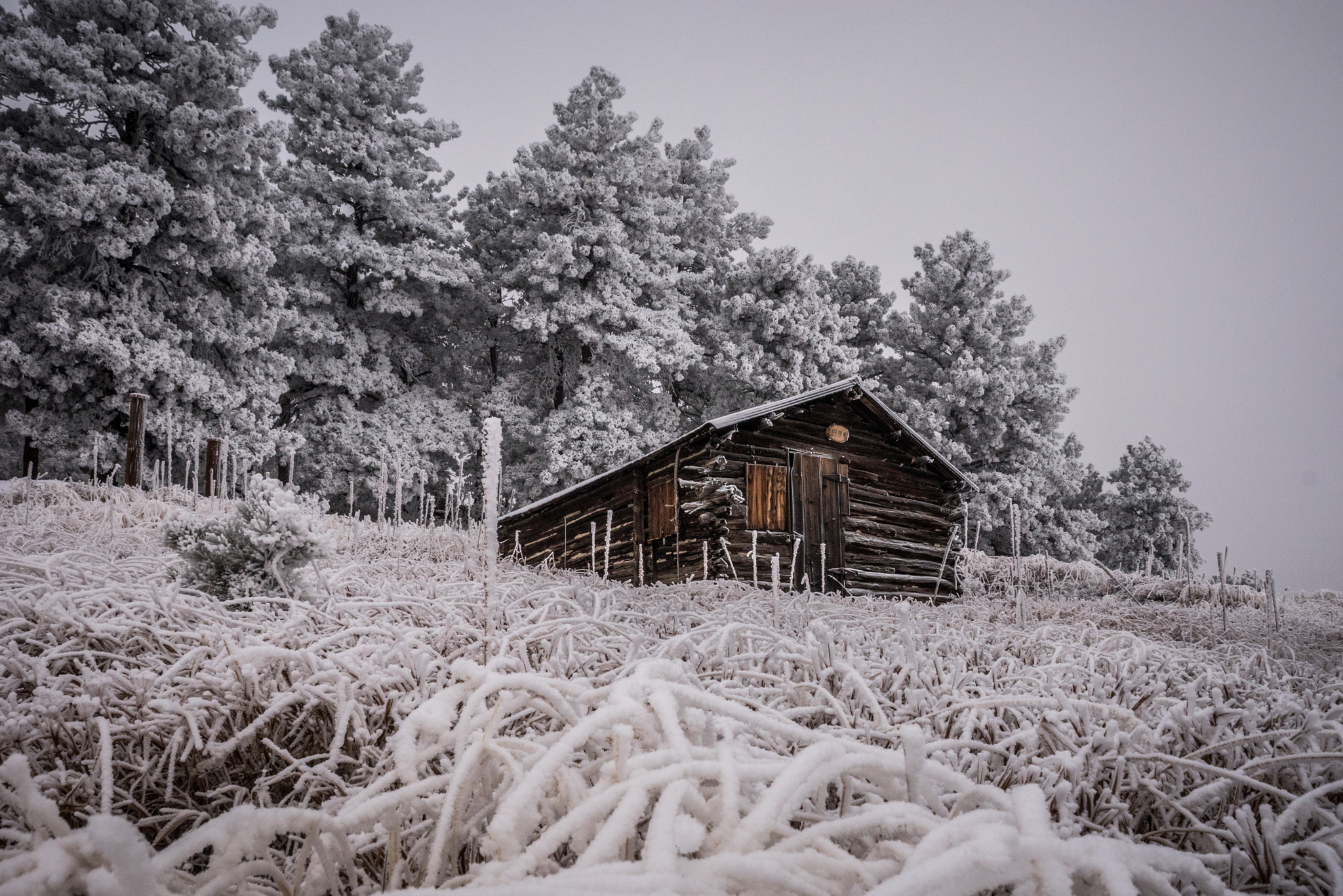 Sony DT 18-250mm F3.5-6.3 sample photo. Frost everywhere photography