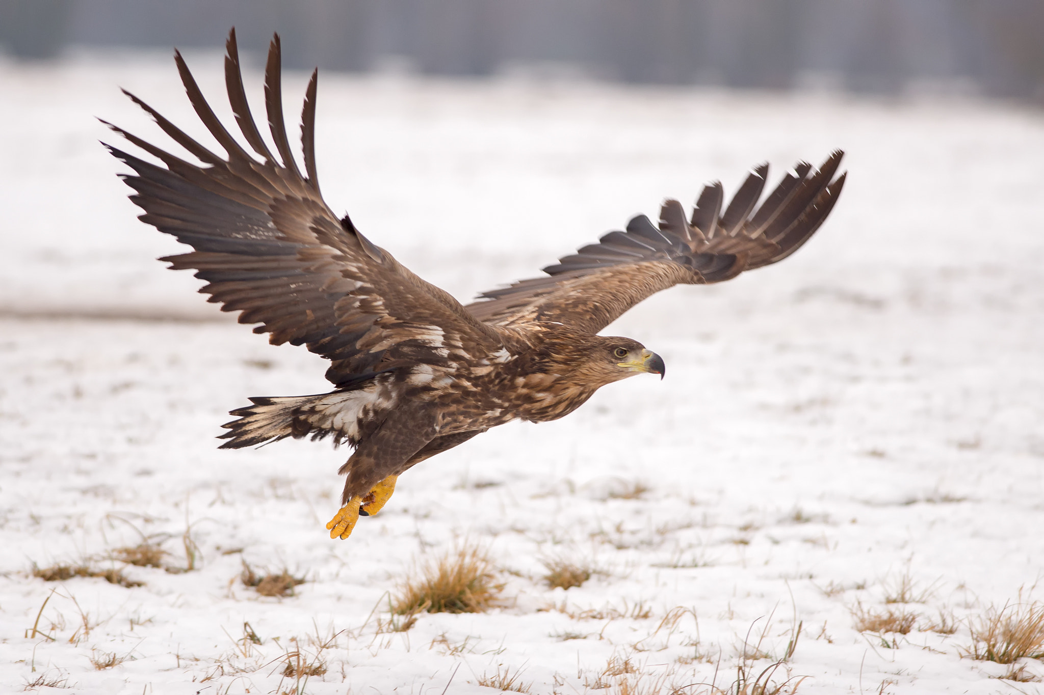 Nikon D610 sample photo. White tailed eagle photography
