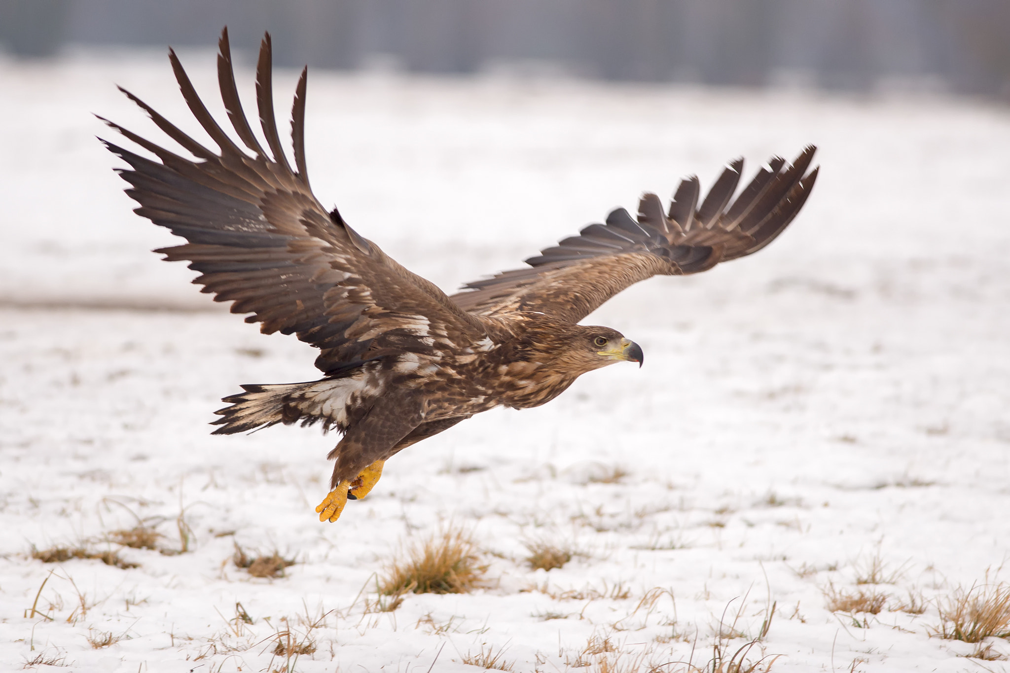 Nikon D610 + Nikon AF-S Nikkor 300mm F4D ED-IF sample photo. White tailed eagle photography