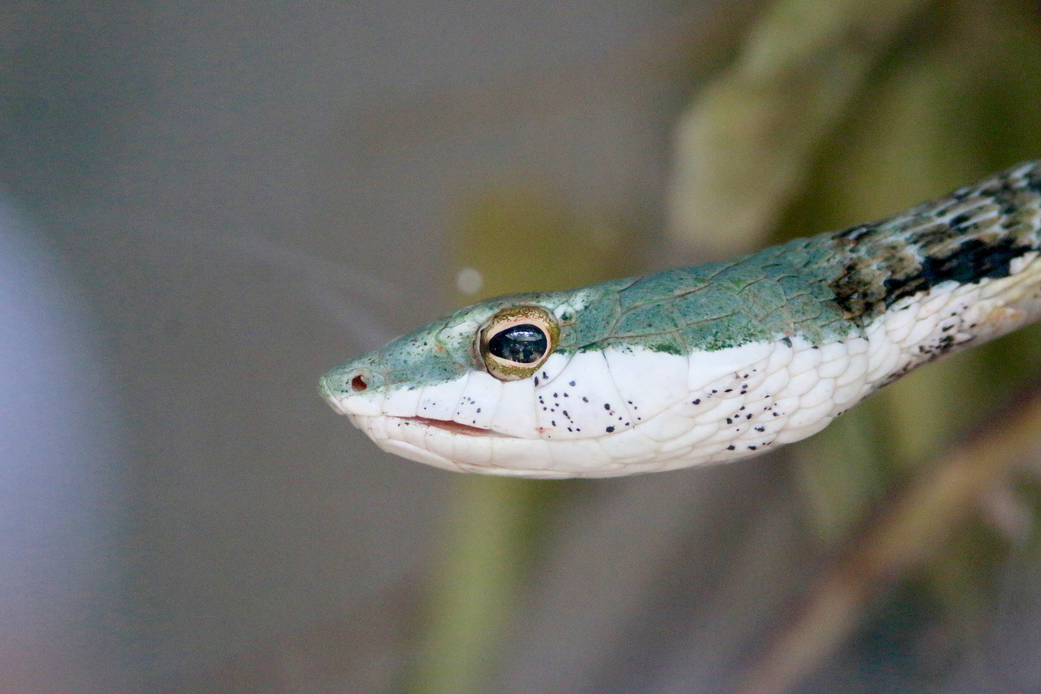 Canon EF-S 55-250mm F4-5.6 IS II sample photo