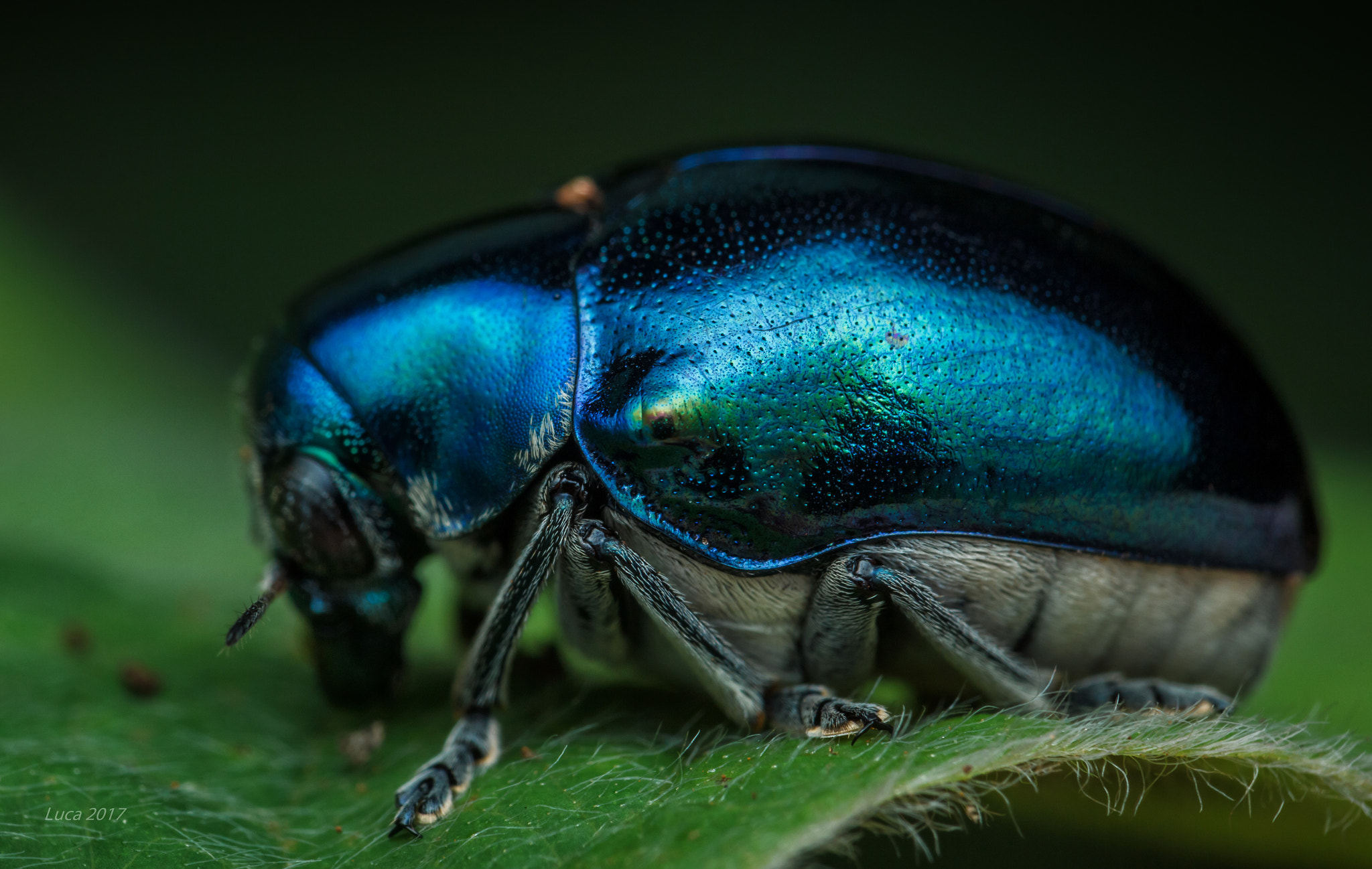 Canon EF 100mm F2.8 Macro USM sample photo. Shine blue photography