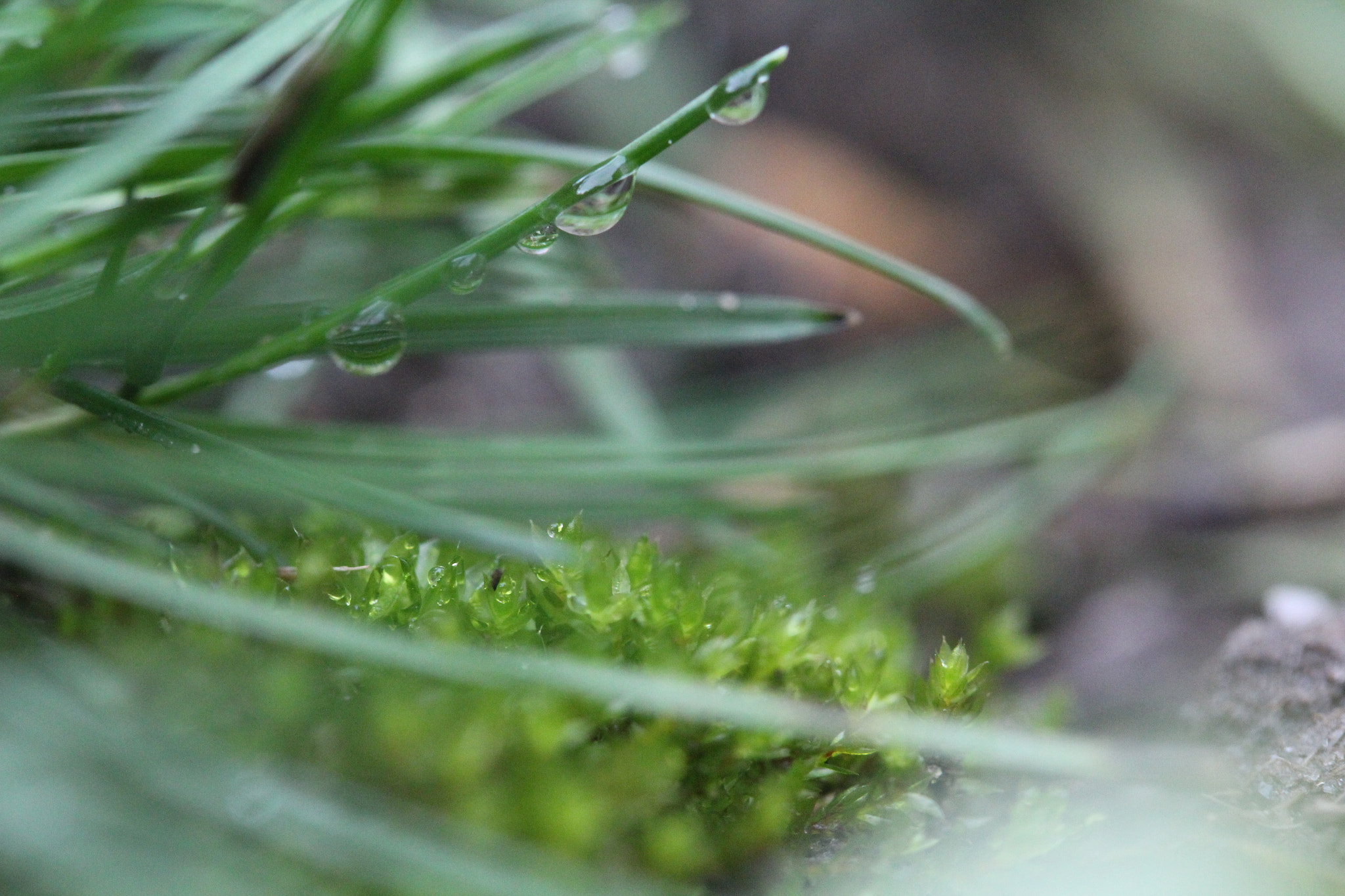 Canon EF-S 60mm F2.8 Macro USM sample photo. Img photography