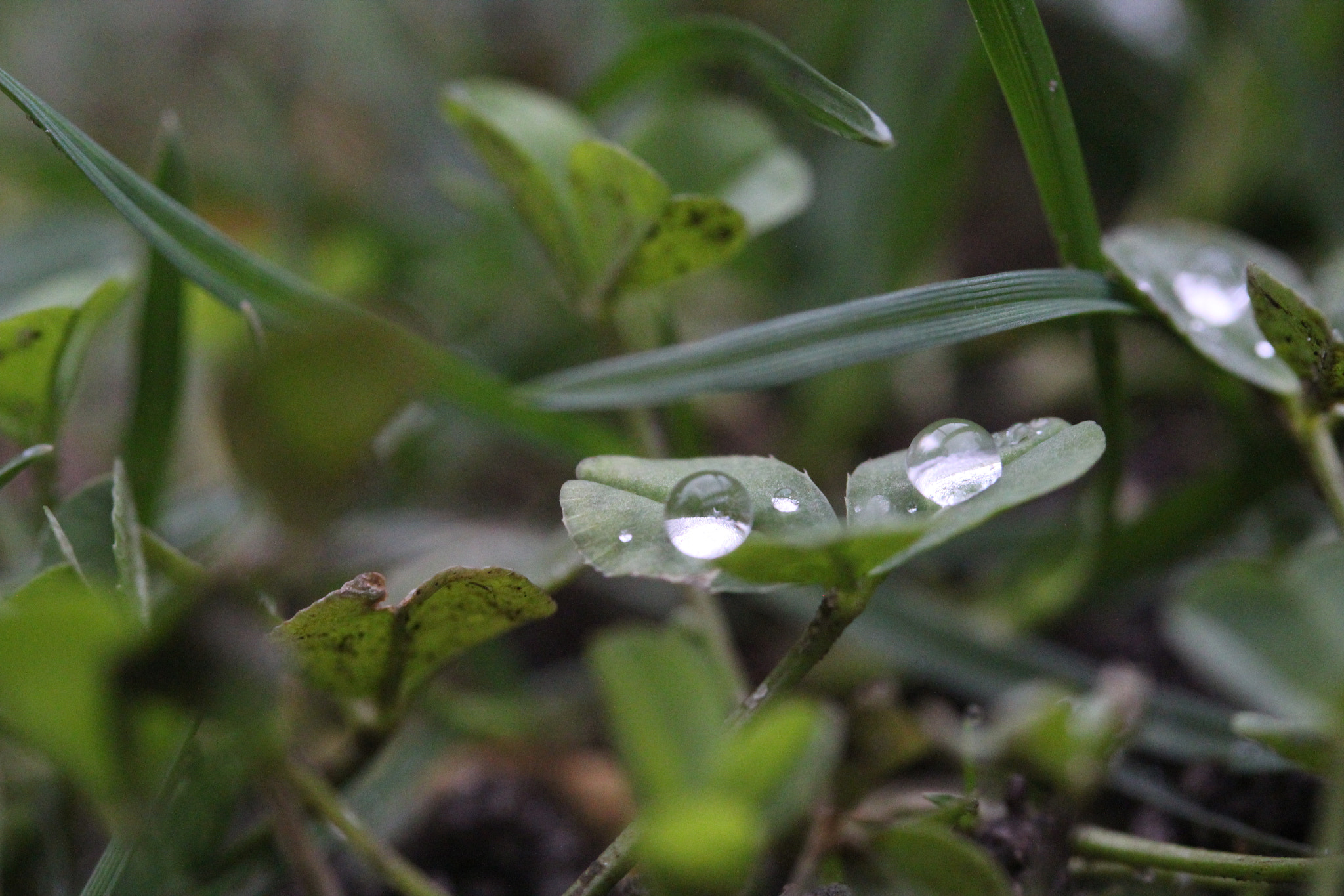 Canon EOS 600D (Rebel EOS T3i / EOS Kiss X5) sample photo. Img photography