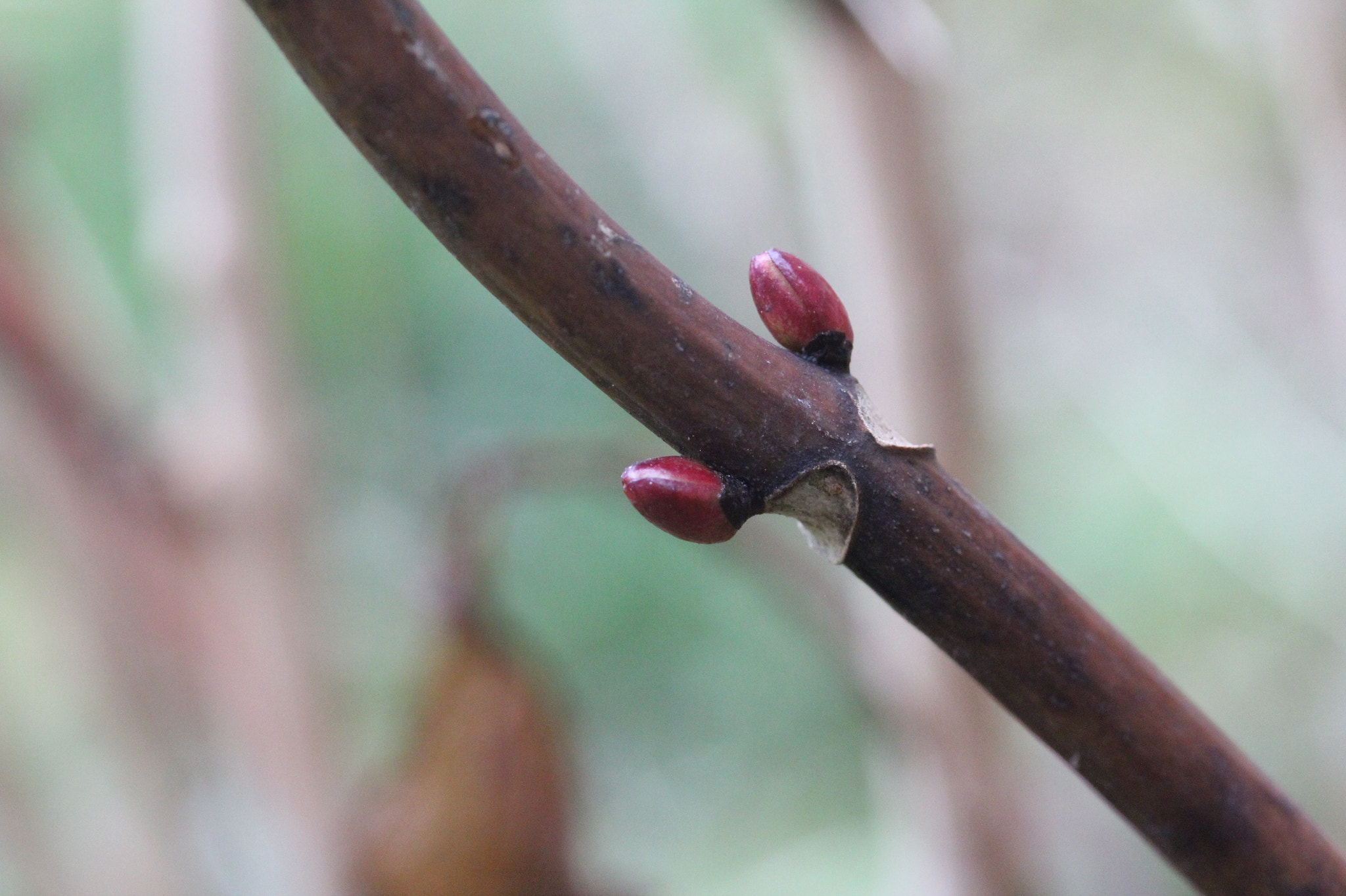 Canon EF-S 60mm F2.8 Macro USM sample photo. Img photography