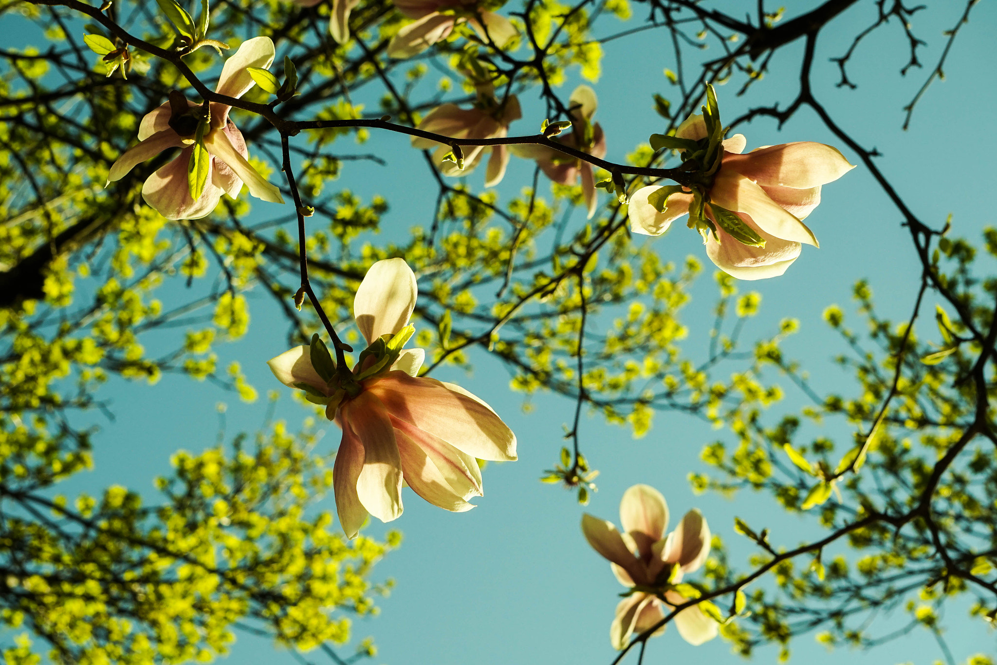 Sony a7R + Sony E 55-210mm F4.5-6.3 OSS sample photo. Magnolias photography