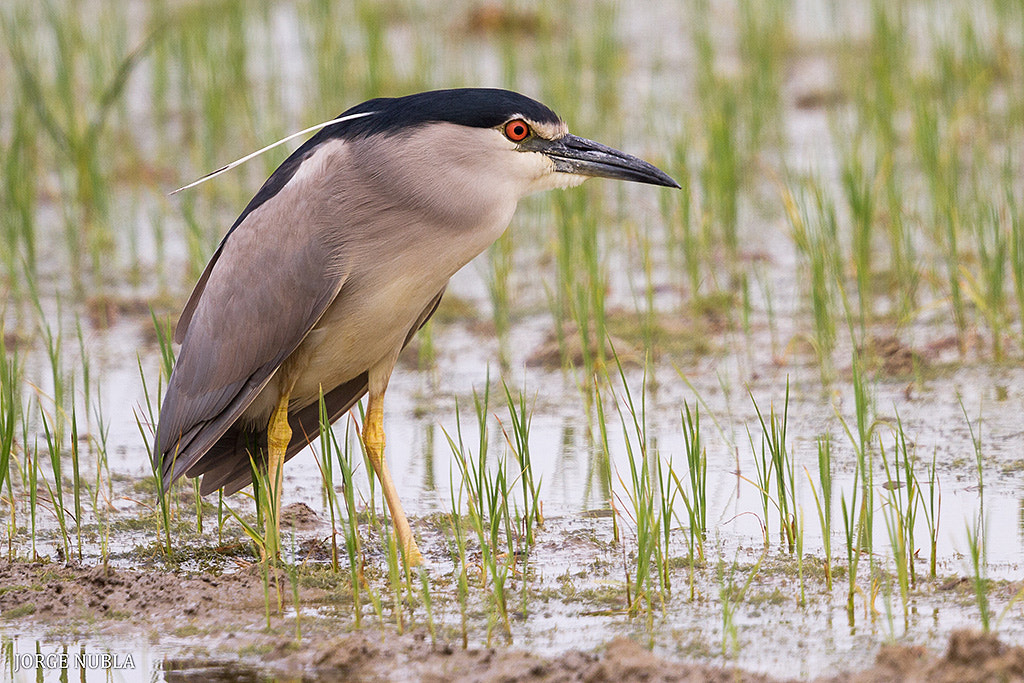 Canon EF 500mm F4L IS II USM sample photo. Martinete común (nycticorax nycticorax). photography