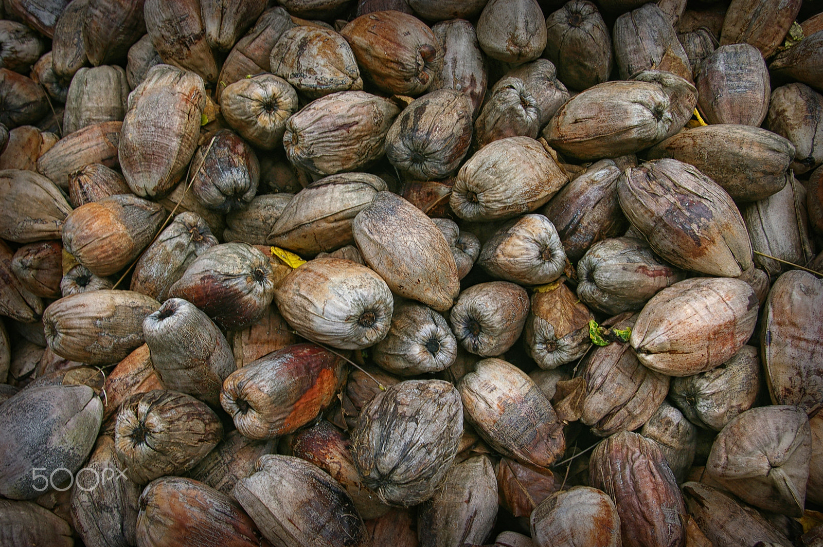 Pentax *ist DL sample photo. Coconuts for africa photography