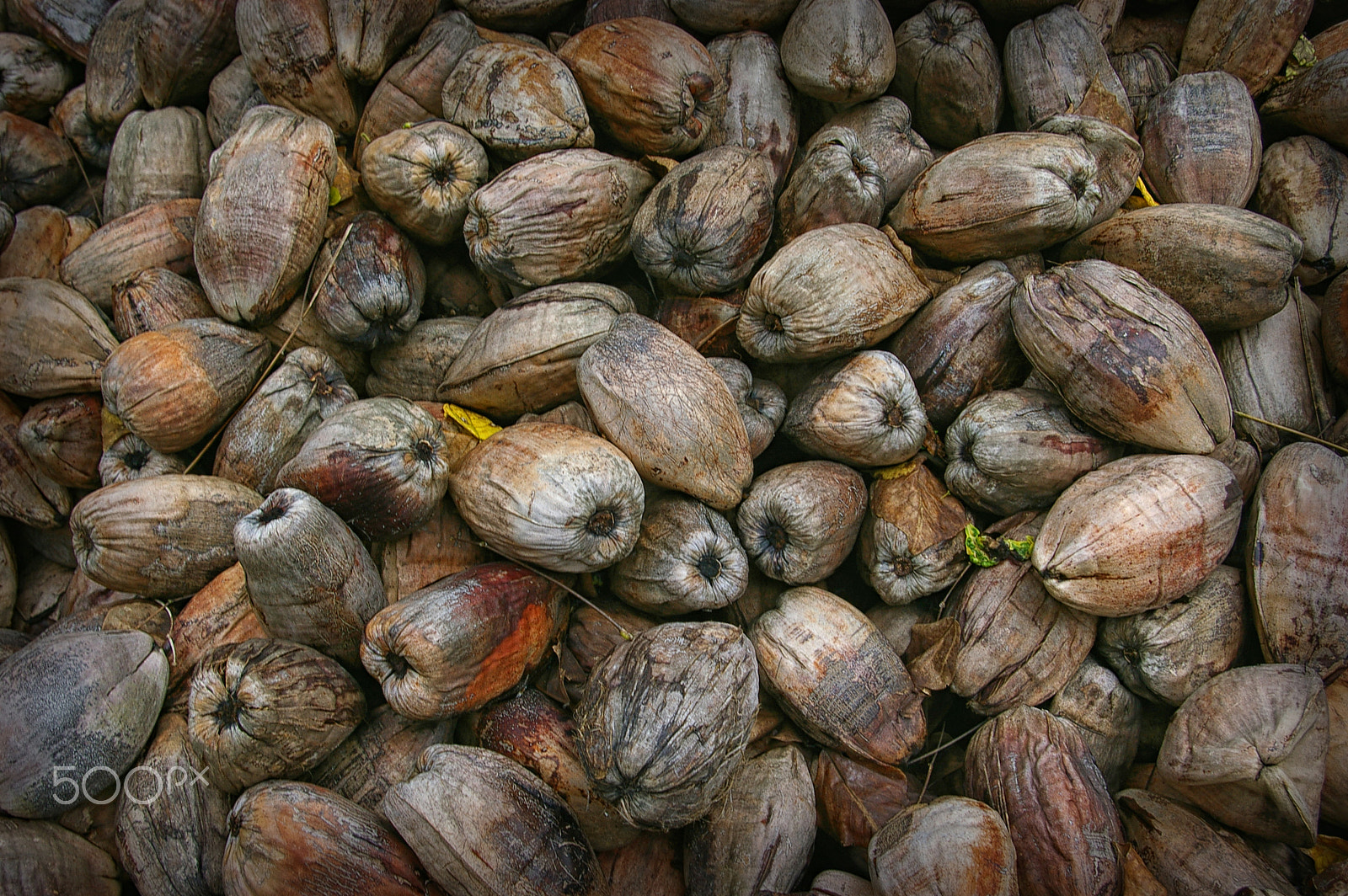 Pentax *ist DL + Pentax smc DA 18-55mm F3.5-5.6 AL sample photo. Coconuts for africa photography