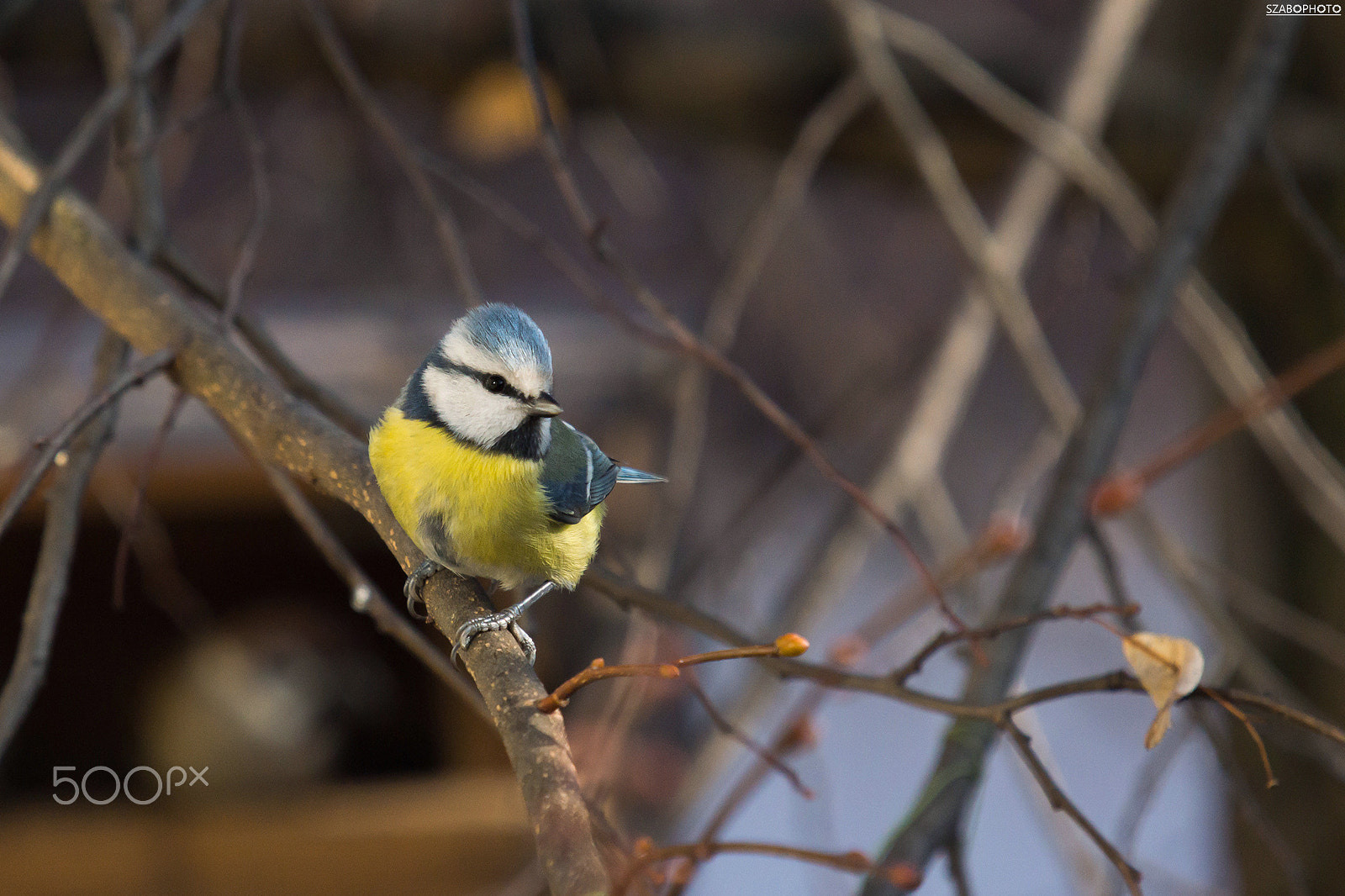 Sony 75-300mm F4.5-5.6 sample photo. Blue tit photography