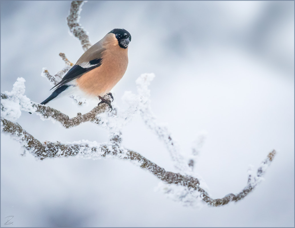 Canon EF 400mm F4 DO IS II USM sample photo. Gimpel-dame - female bullfinch photography