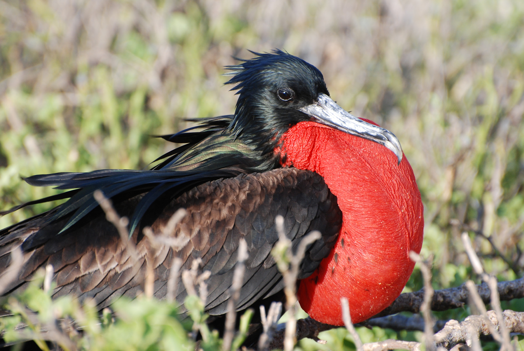 Nikon D80 sample photo. Magnificent frigatebird photography