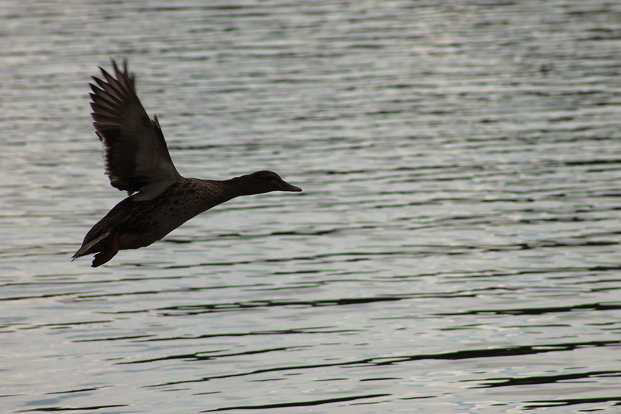 Canon EF75-300mm f/4-5.6 sample photo. Germana photography