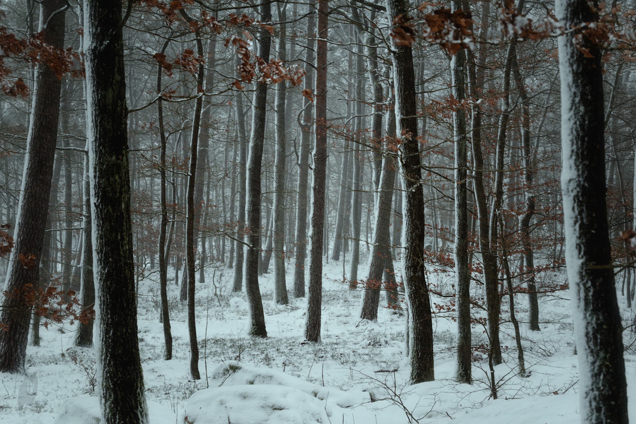 Pentax K-1 + Pentax D FA* 70-200mm F2.8ED DC AW sample photo. Winter forest photography