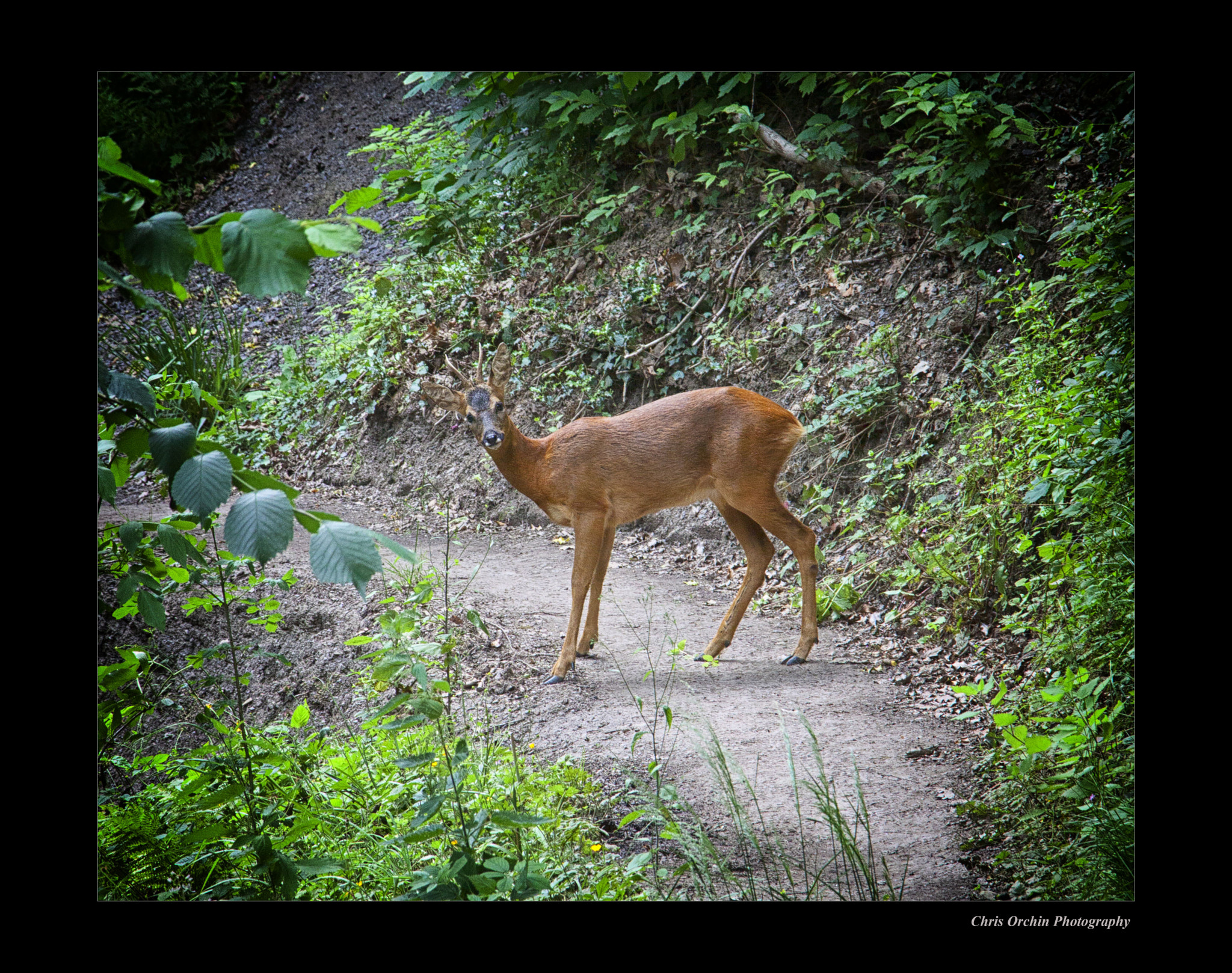 Sigma 18-125mm F3.8-5.6 DC OS HSM sample photo. A chance encounter photography