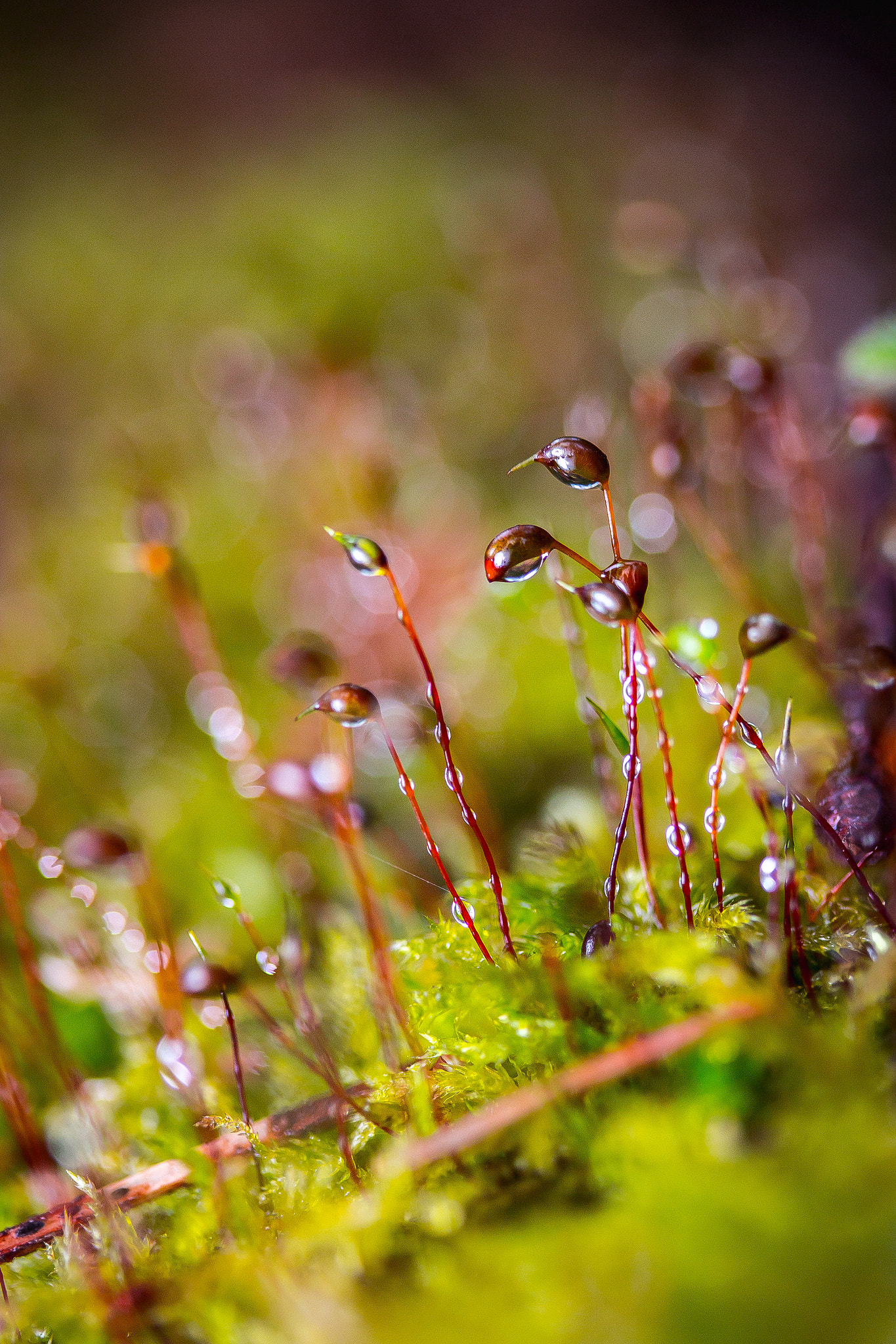 Canon EF-S 60mm F2.8 Macro USM sample photo. Moss in the dew photography