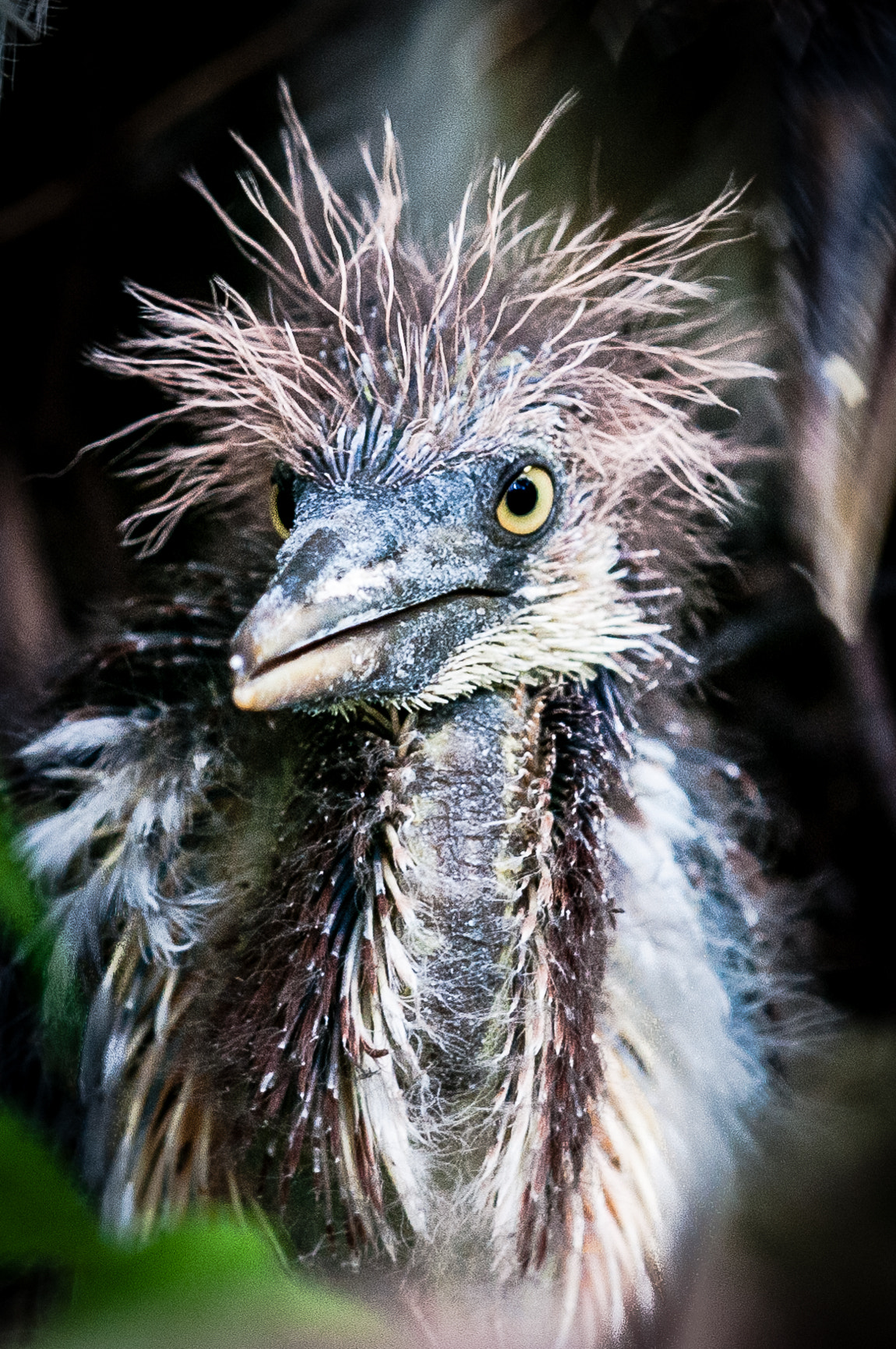Nikon D300S sample photo. Tricolor heron chick photography