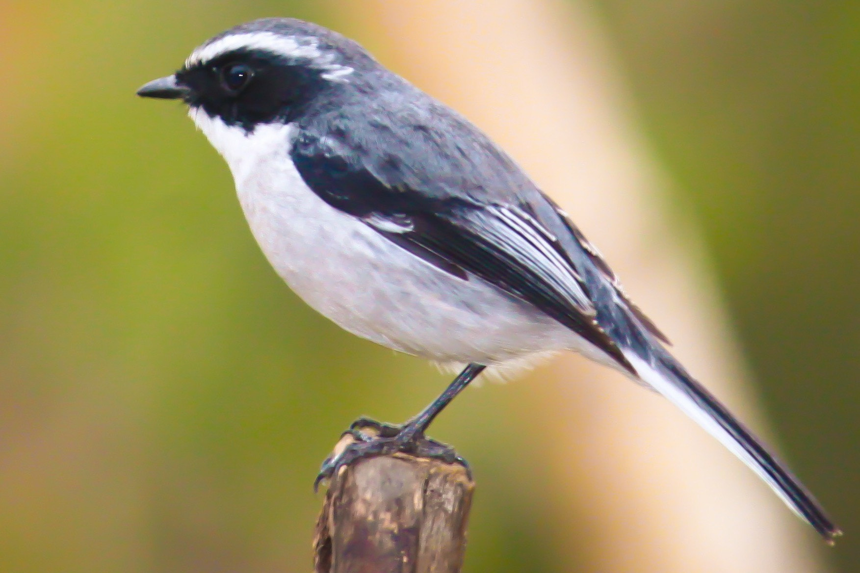 Canon EF-S 55-250mm F4-5.6 IS II sample photo. Grey bush chat photography