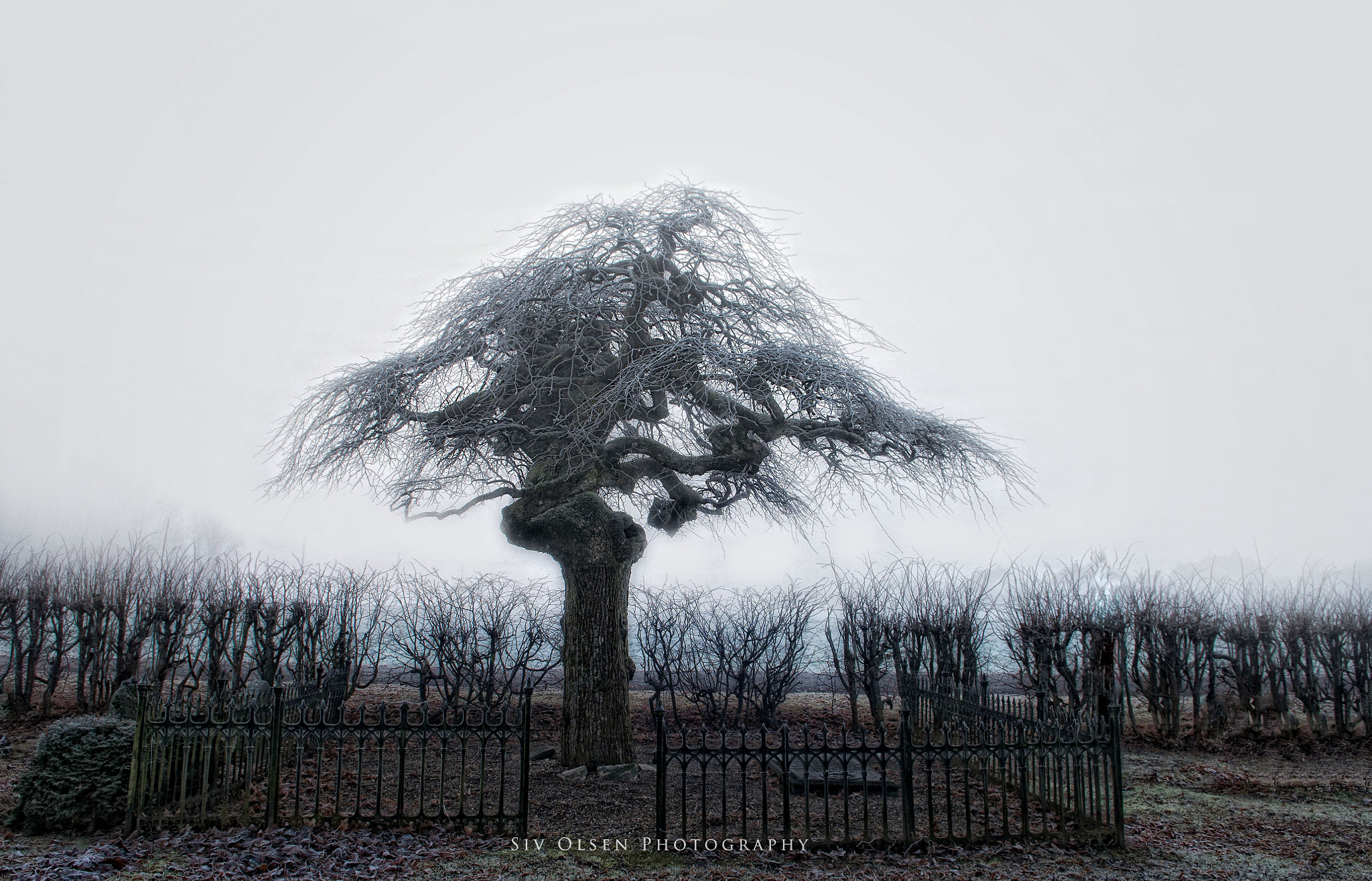 Nikon D300 sample photo. ~ on the cemetery ~ photography