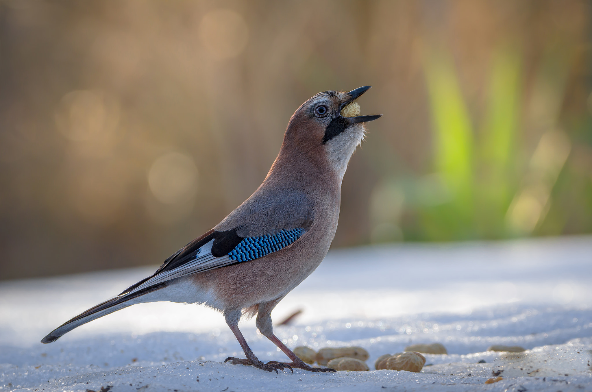 Sigma 150-600mm F5-6.3 DG OS HSM | C sample photo. Jay photography