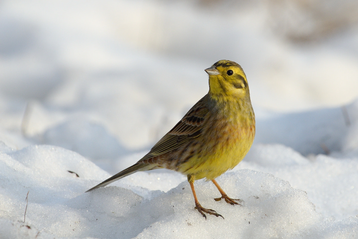 Nikon AF-S Nikkor 200-500mm F5.6E ED VR sample photo. Emberiza citrinella photography