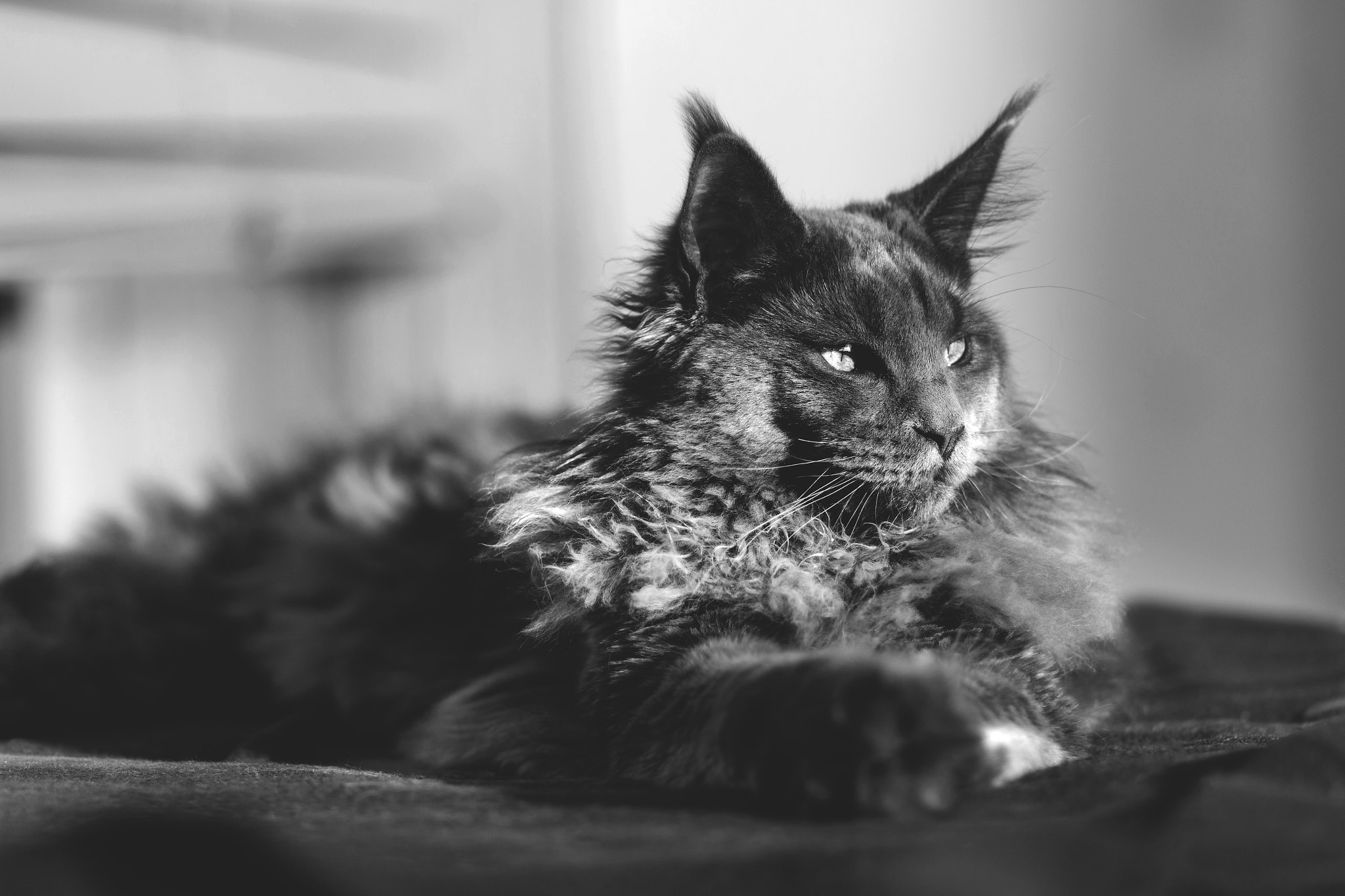 Canon EOS 650D (EOS Rebel T4i / EOS Kiss X6i) + Canon EF 85mm F1.8 USM sample photo. Majestic af! 8 months old maine coon boy photography
