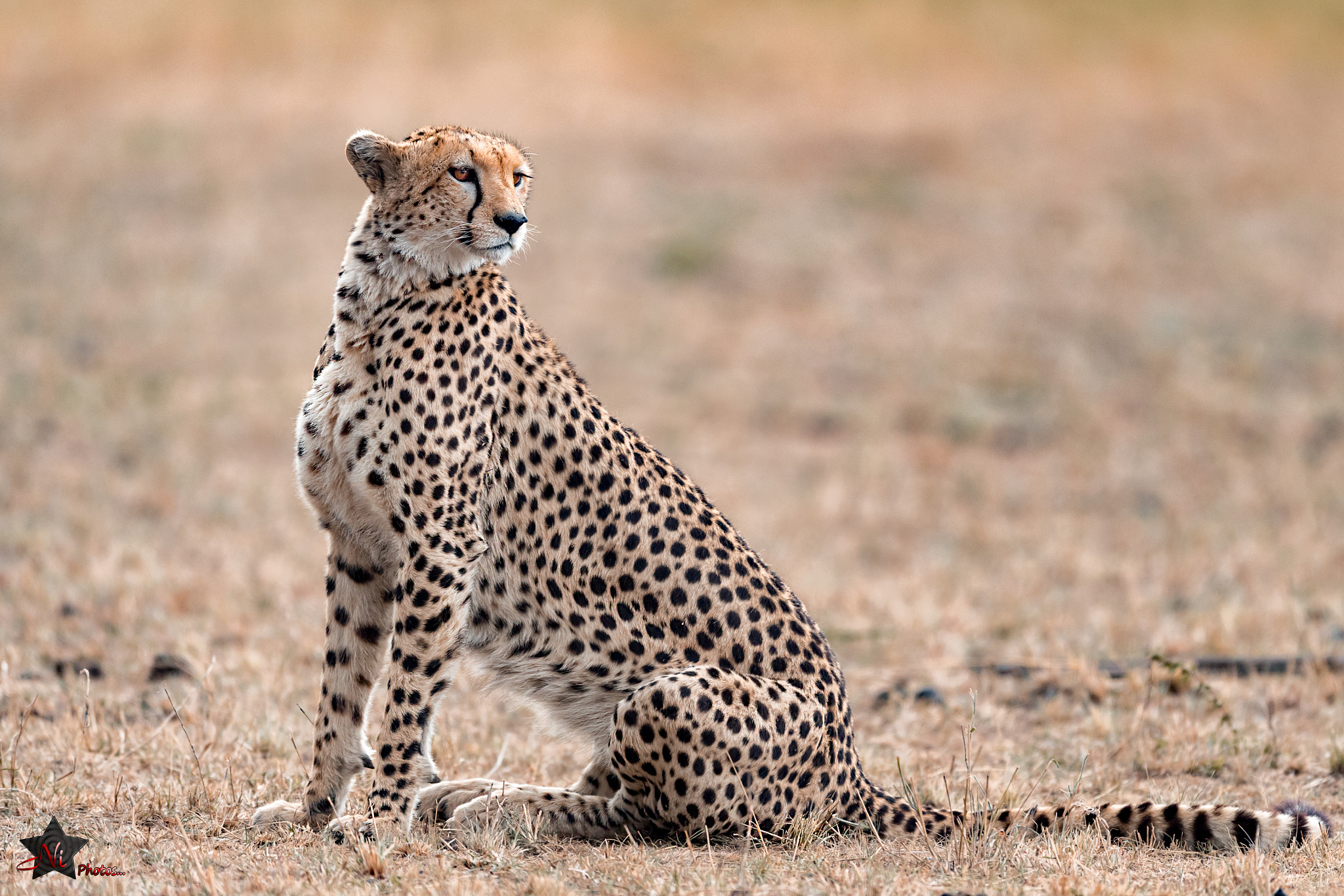 Nikon AF-S Nikkor 600mm F4E FL ED VR sample photo. Cheetah photography