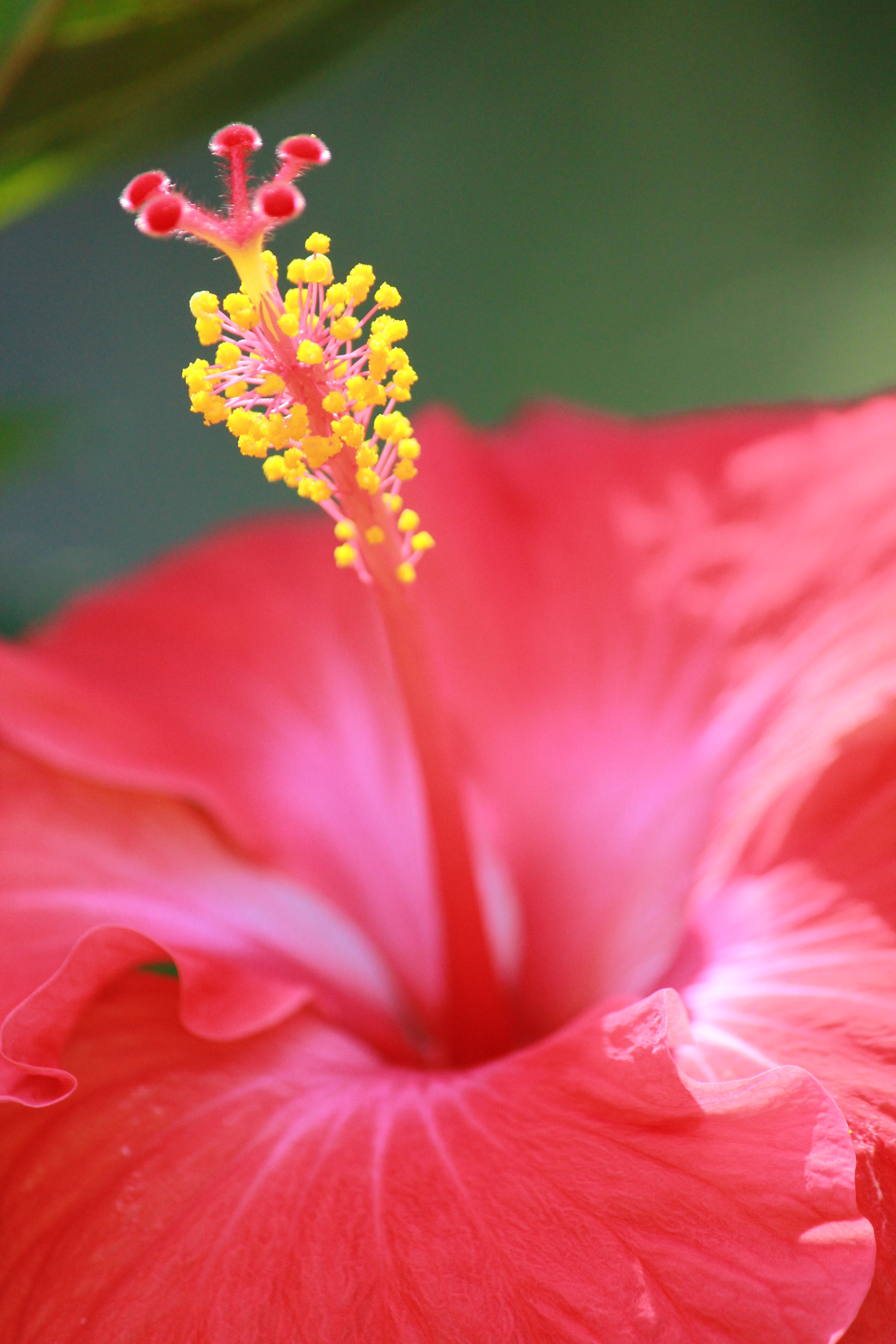 Canon EF-S 55-250mm F4-5.6 IS sample photo. Img photography