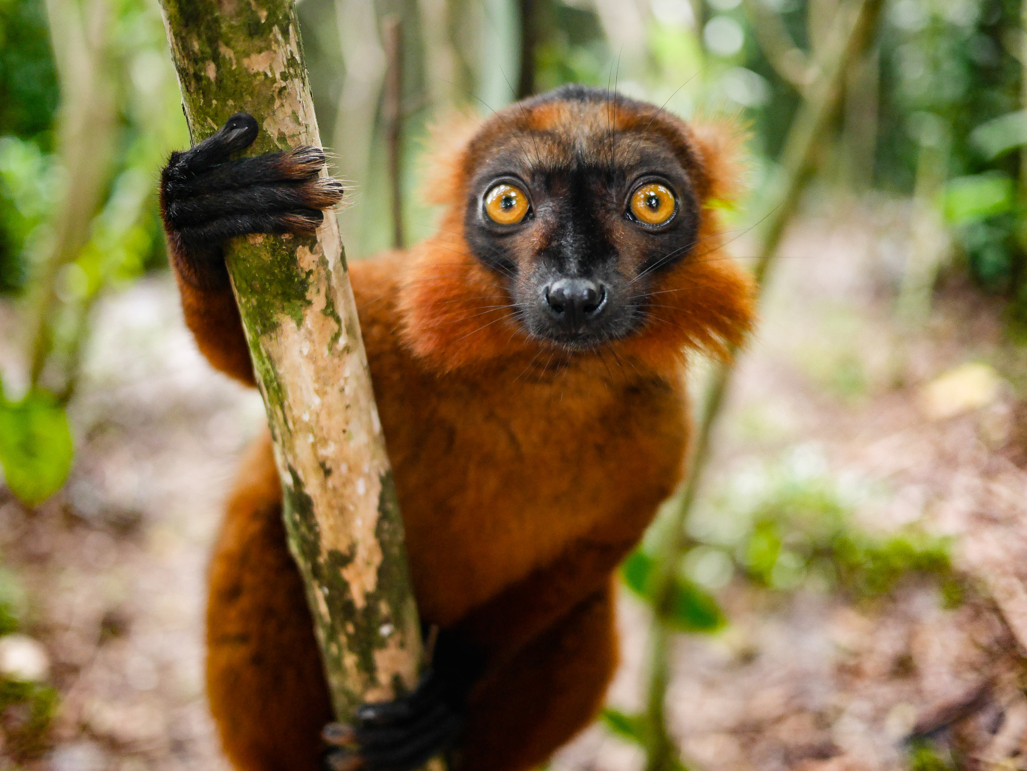 Panasonic Lumix DMC-GX7 + LUMIX G 20/F1.7 II sample photo. Red ruffed lemur, madagascar photography