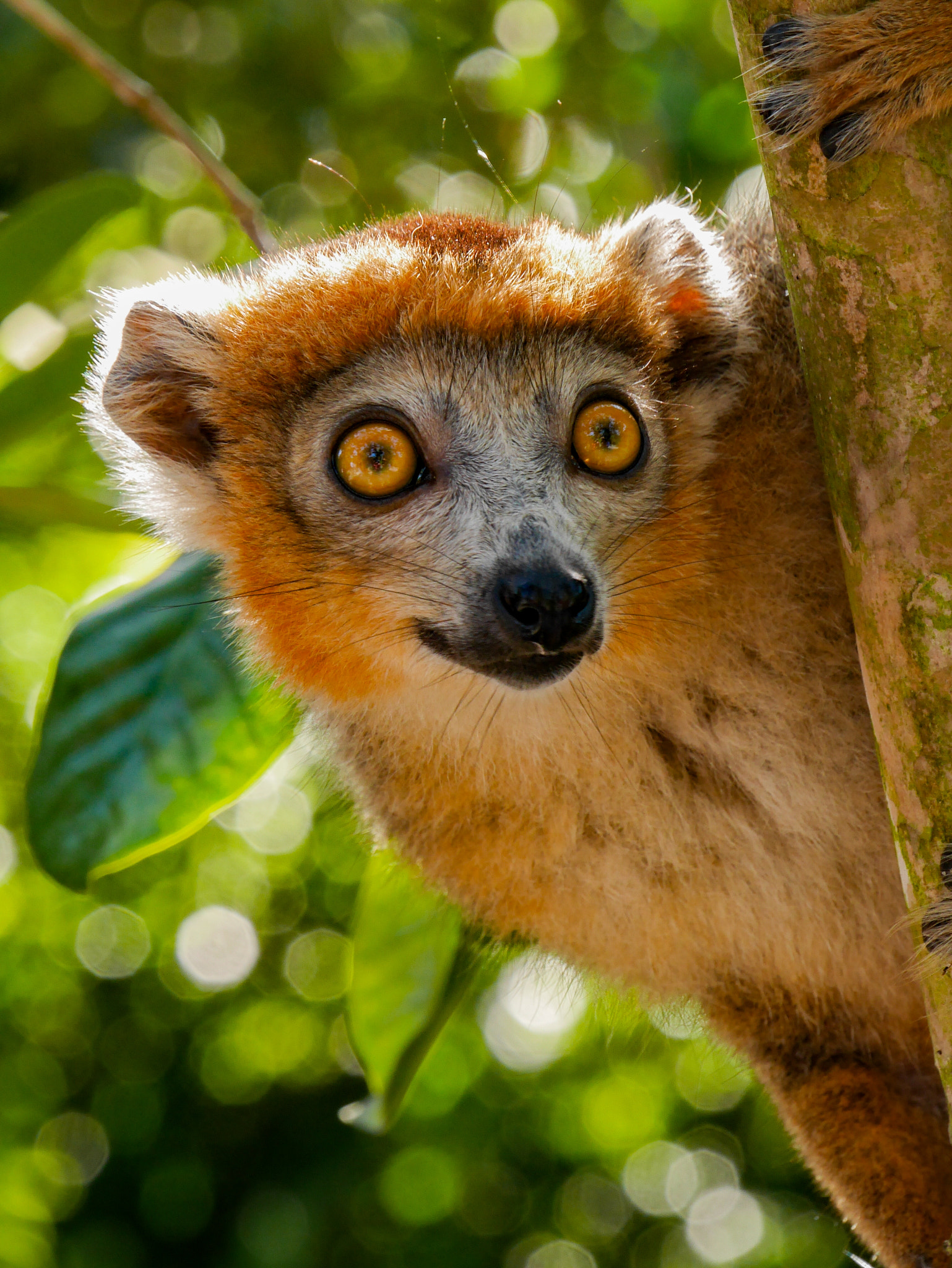 Panasonic Lumix DMC-GX7 sample photo. Crowned lemur, madagascar photography
