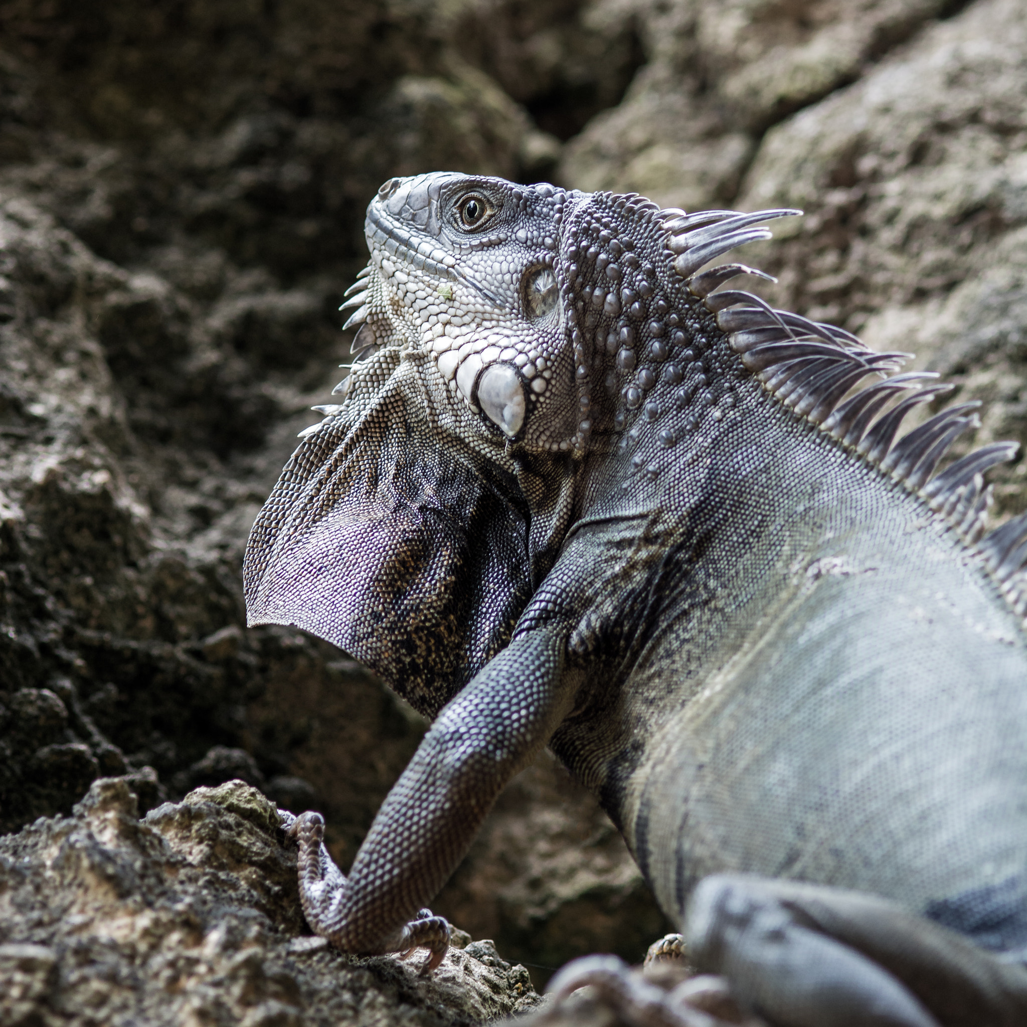Nikon D7100 + AF Micro-Nikkor 105mm f/2.8 sample photo. Sneaky iguana photography
