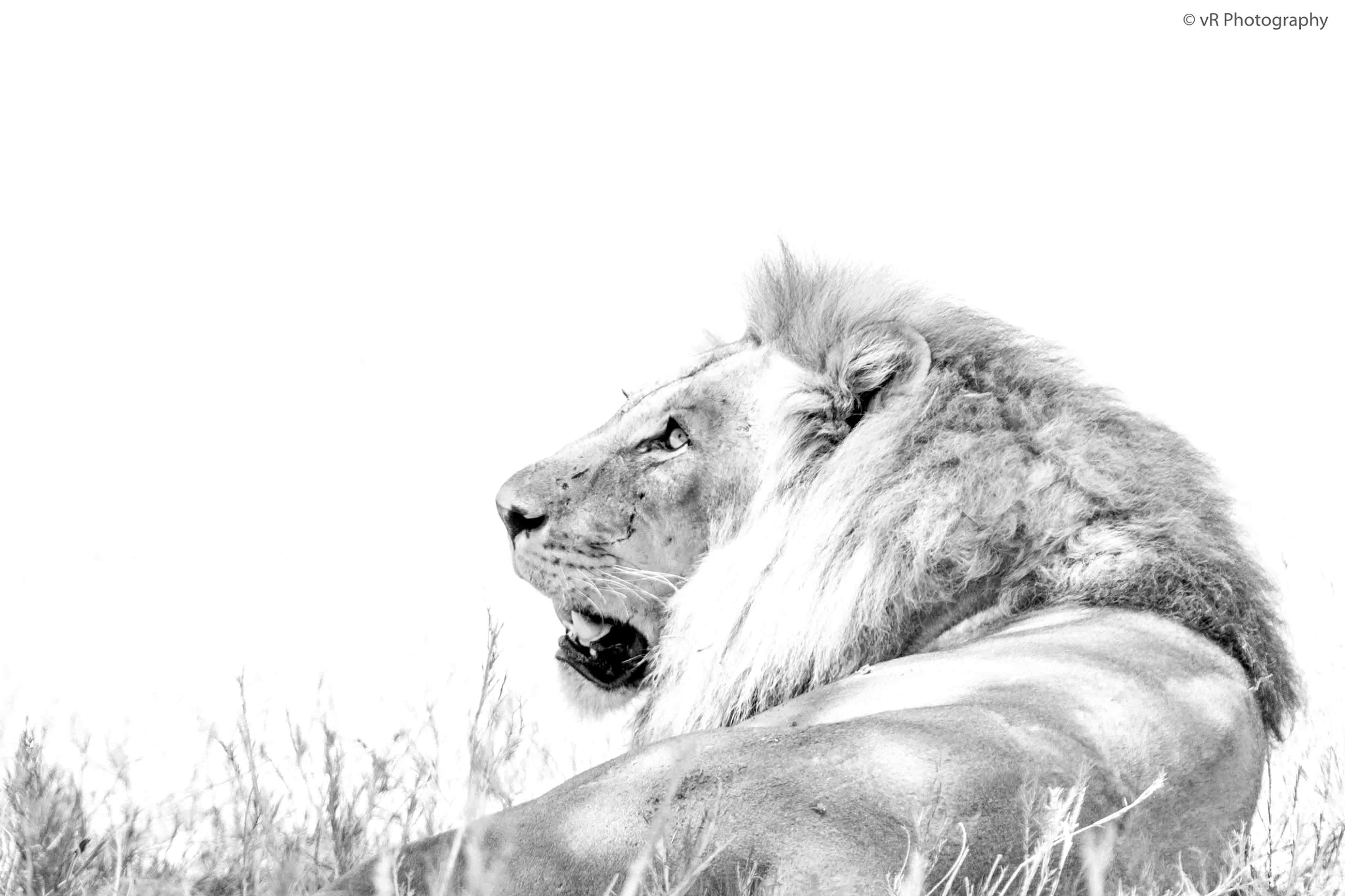Canon EF 100-400mm F4.5-5.6L IS USM sample photo. The king photography