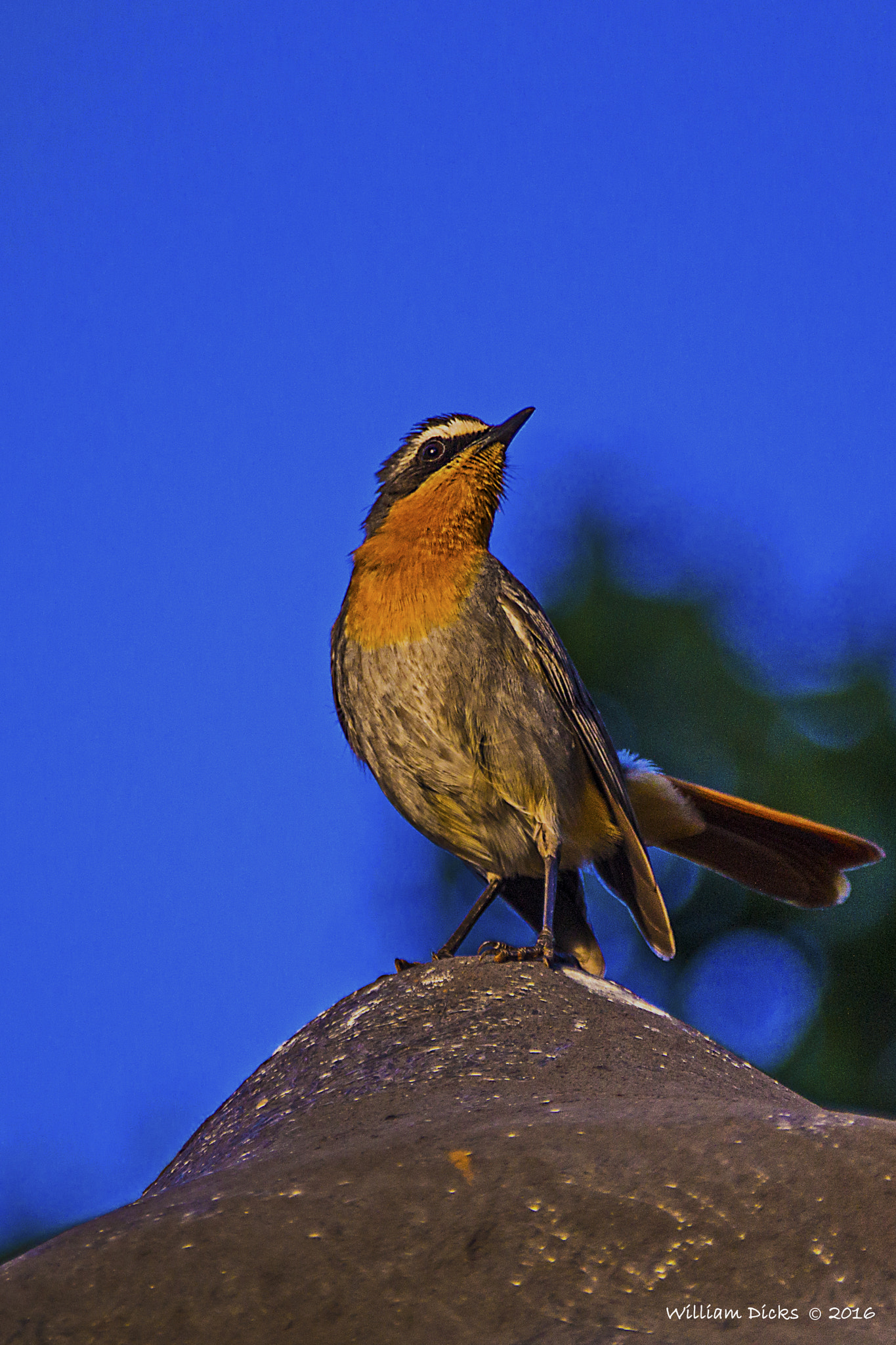 Sony SLT-A37 sample photo. Cape robin-chat photography