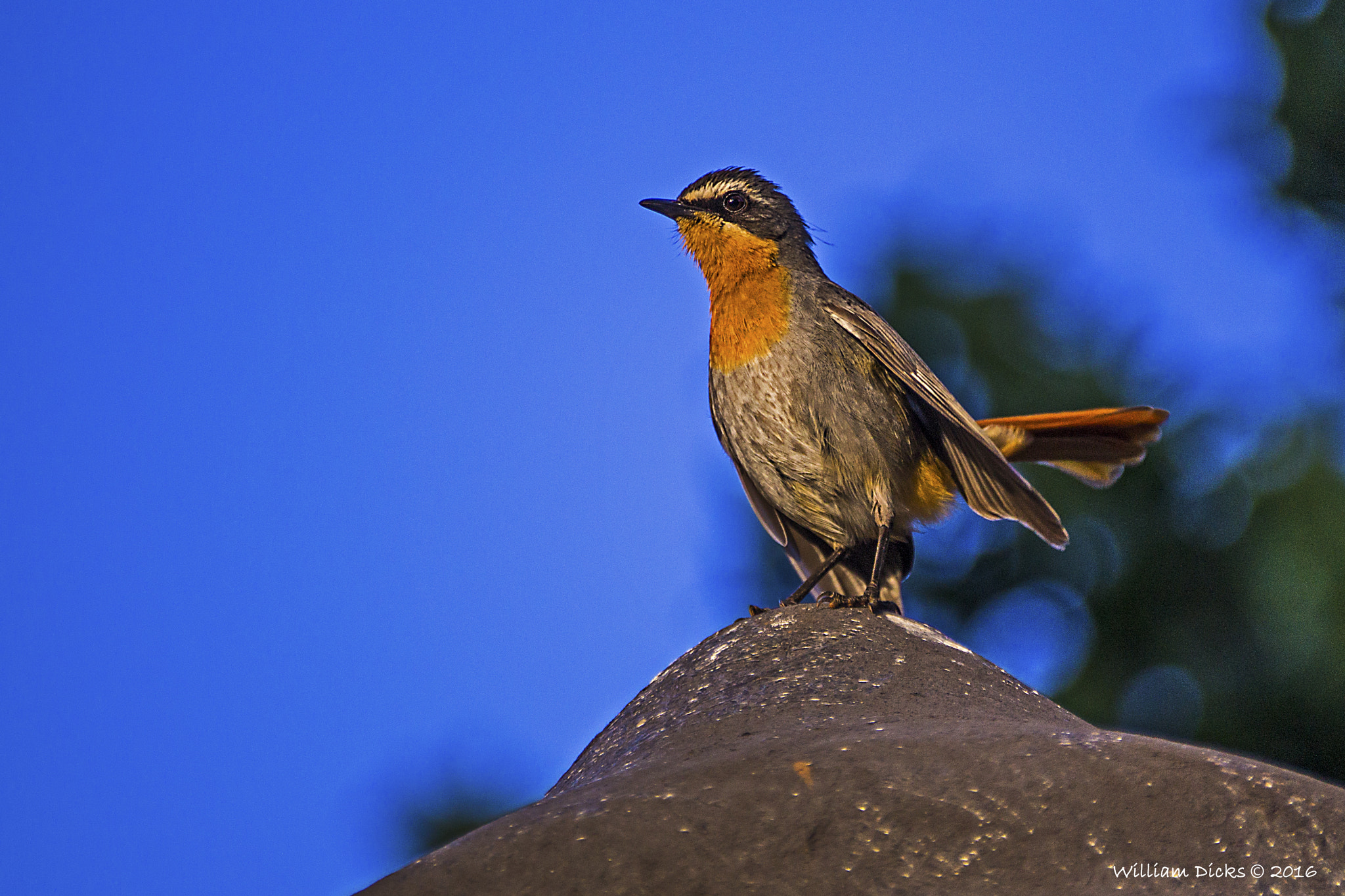 Sony SLT-A37 sample photo. Cape robin-chat photography