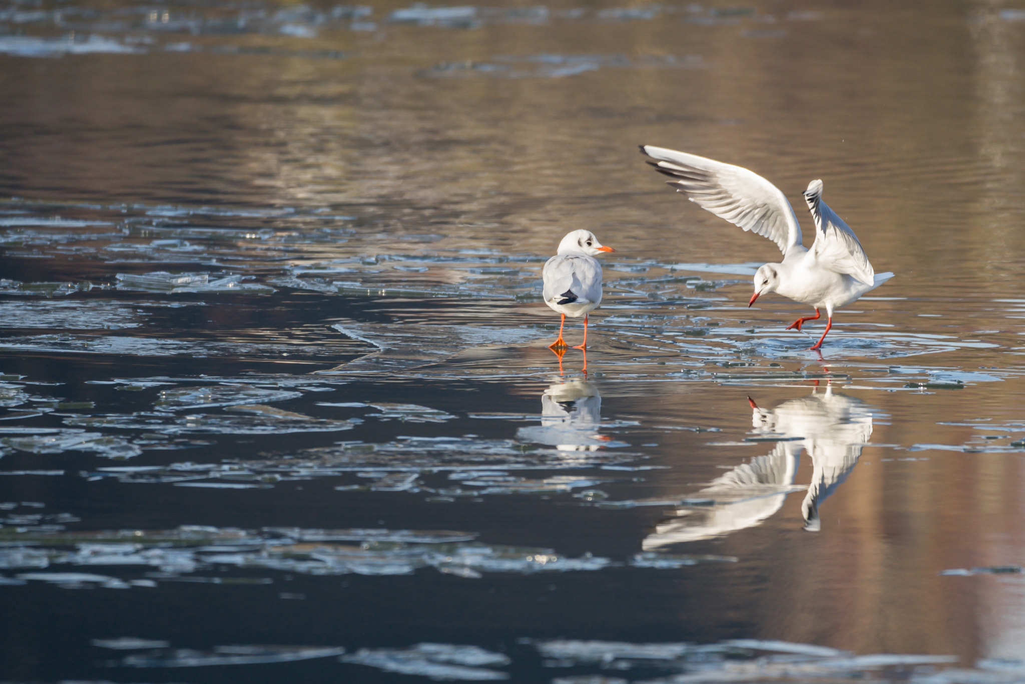 150-600mm F5-6.3 DG OS HSM | Contemporary 015 sample photo. Mouettes sur deule gelée photography