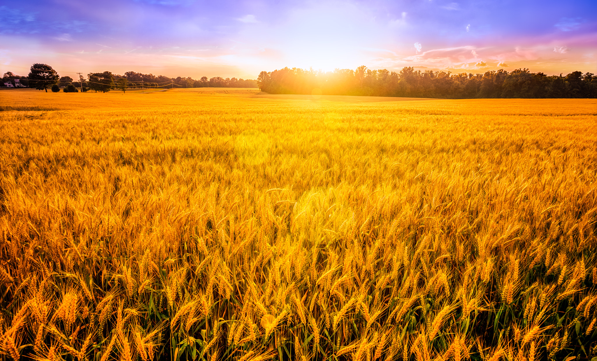 Canon EOS 5DS R + Canon EF 17-40mm F4L USM sample photo. Wheat field photography